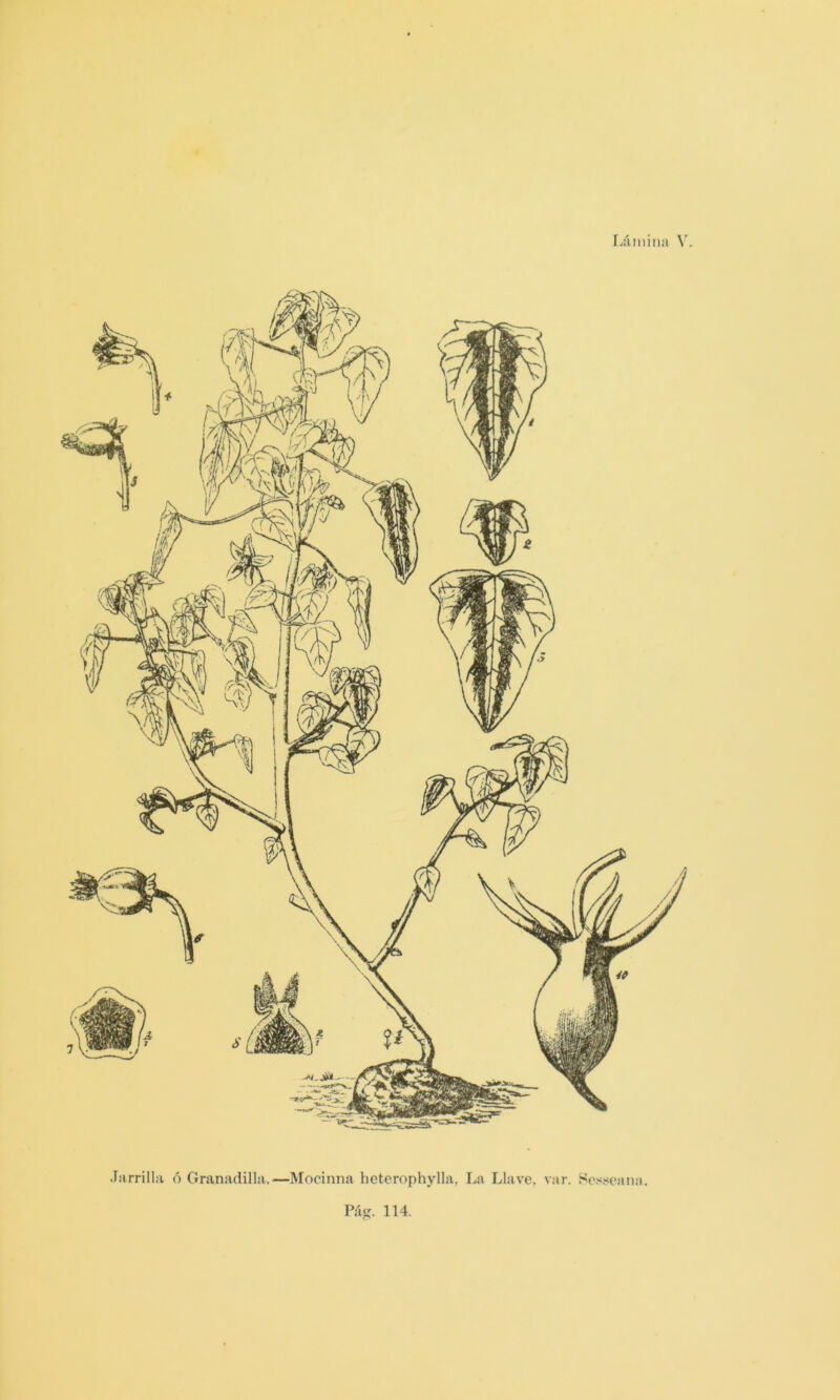 Láiiiina V. Jarrilla ó Granadilla.—Mocinna hetcrophylla, La Llave, var. Sos!<eana. Pásí. 114.