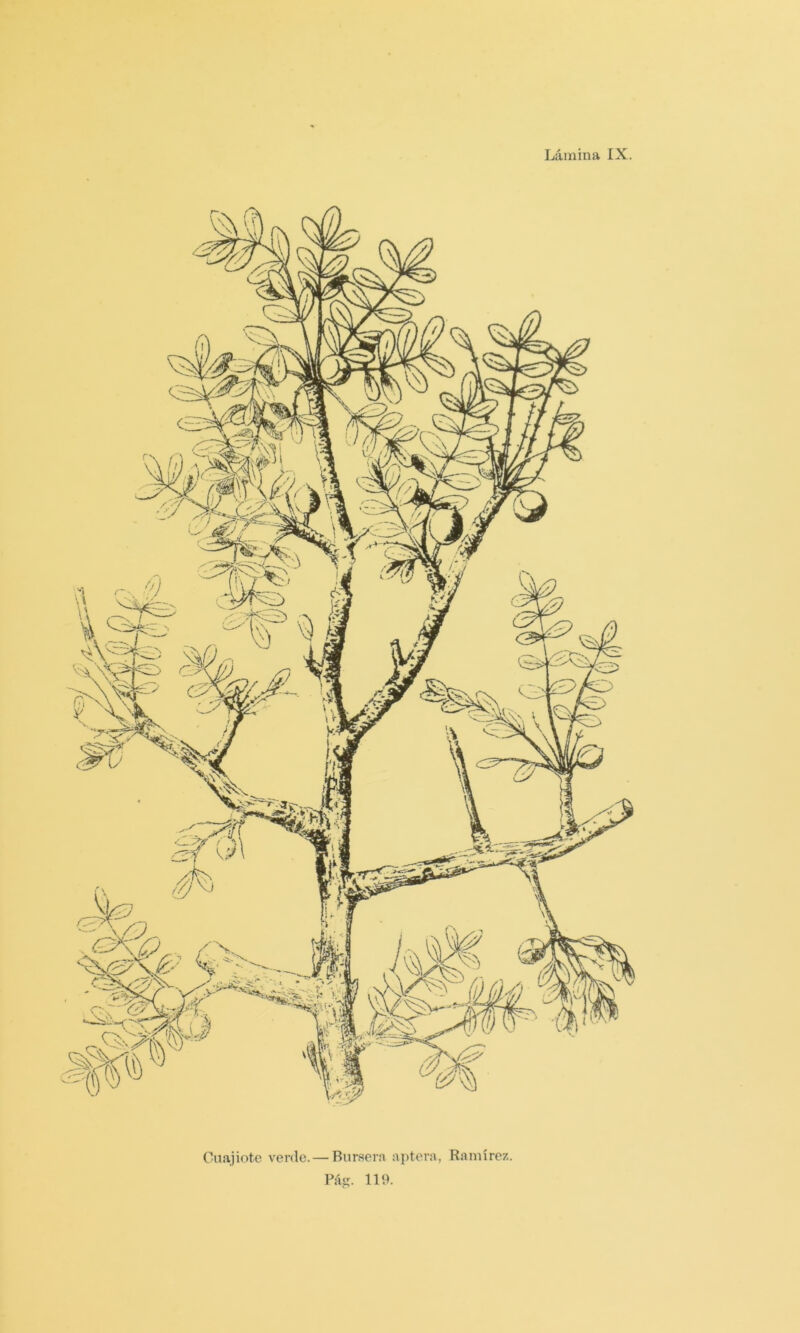 Cuajiote verde.— Bursera aptera, Ramírez. Pásí. lio.