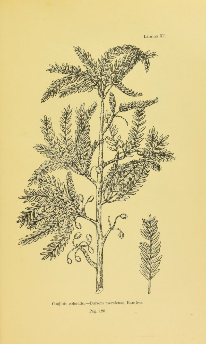 Cuajiote colorado.—Bui-scra nioreleiií^e, Ramírez.