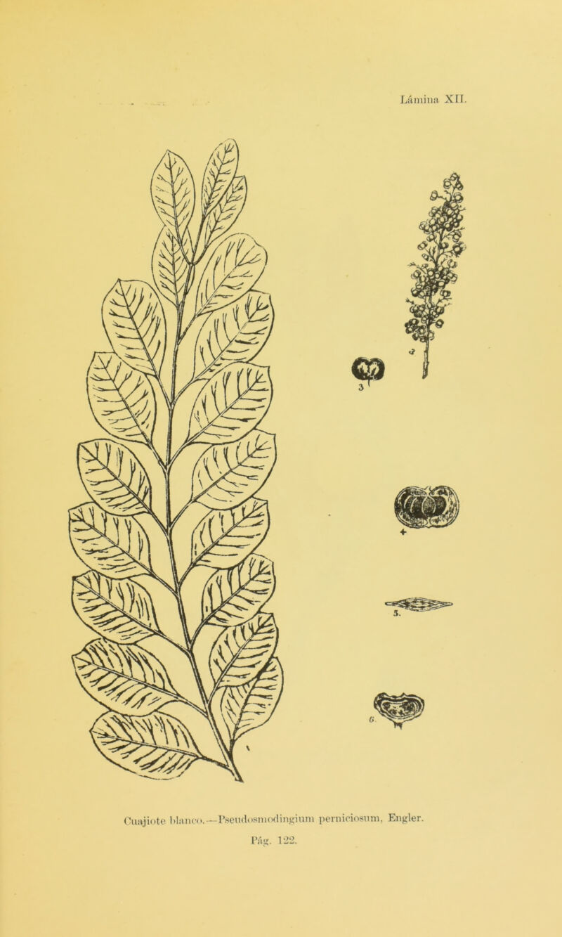 Ciiajiotc Manen.—I’.sendosinodin^Mnm pernicioíjmn, Engler.