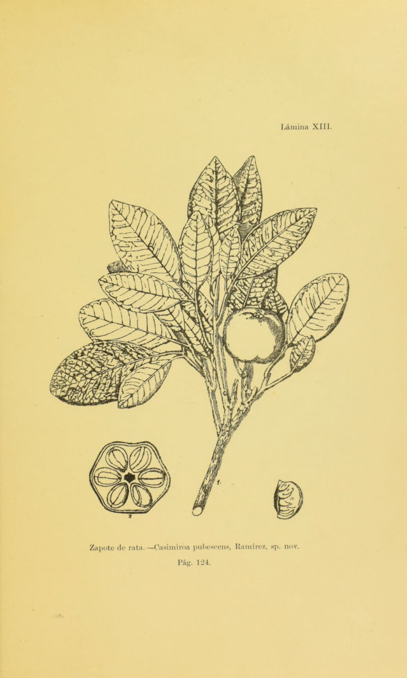 Zapote do rata. —Casimiroa ])ulies(‘on.s Kamírez, sp. nov. Páií. l‘J4.