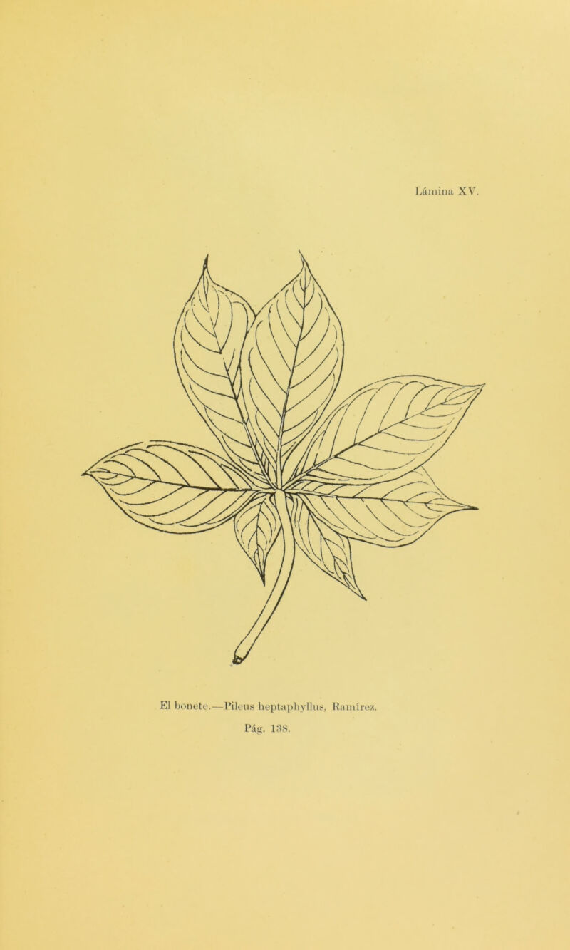 P31 bonete.—Pileus heptaphyllu.'f, ILimírez. Pag. 188.