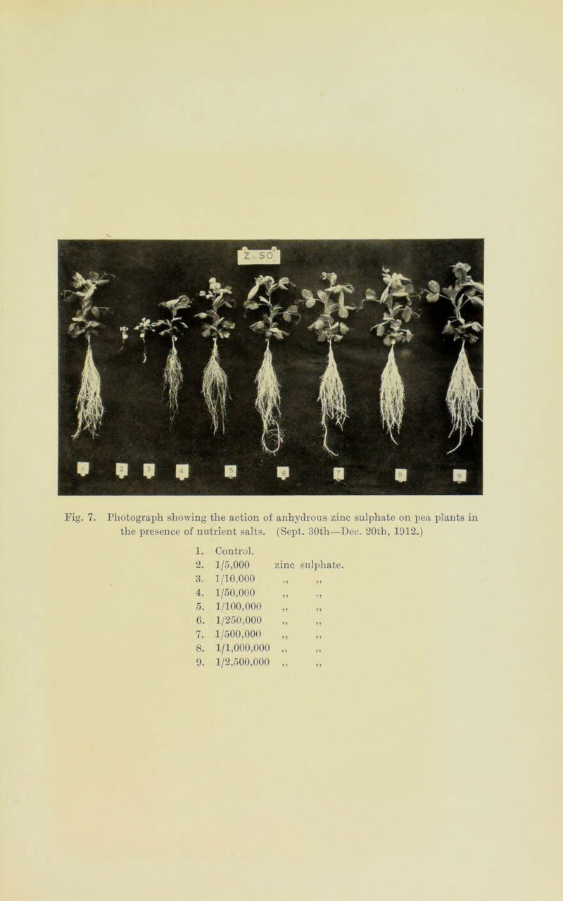 the presence of nutrient salts. (Sept. 30th—Dec. 20th, 1912.) 1. Control. 2. 1/5,000 zinc sulphate. 3. 1/10,000 ?» 1» 4. 1/50,000 >) »> 5. 1/100,000 >> 6. 1/250,000 » j n 7. 1/500,000 8. 1/1,000,000 »> 9. 1/2,500,000 >)