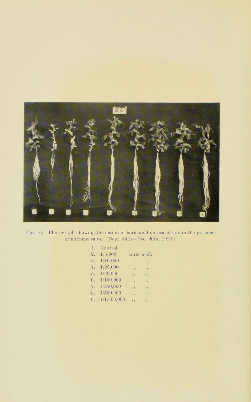 Fig. 16. Photograph showing the action of boric acid on pea plants in the presence of nutrient salts. (Sept. 30th—Dec. 20th, 1912.) 1. Control. 2. 1/5,000 boric acid 3. 1/10,000 ? ? ? ? 4. 1/25,000 1 > ? ? 5. 1/50,000 5 > ? * 6. 1/100,000 J 5 » ? 7. 1/250,000 5 J ) J 8. 1/500,000 > 1 J J 9. 1/1,000,000