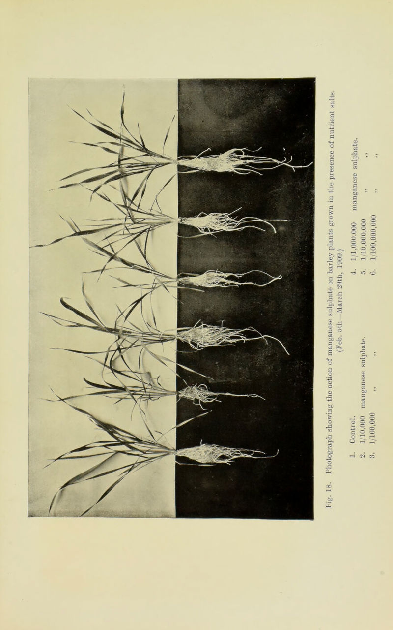 Fig. 18. Photograph showing the action of manganese sulphate on barley plants grown in the presence of nutrient salts. (Feb. 5th—March 29th, 1909.) 1. Control. 4. 1/1,000.000 manganese sulphate. 2. 1/10,000 manganese sulphate. 5. 1/10,000,000 ,, ,, 3. 1/100,000 „ „ G. 1/100,000,000 „ ’’