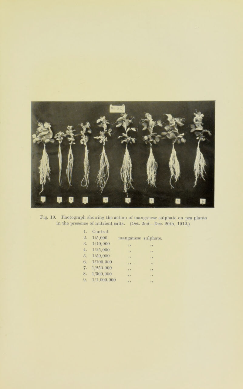 Fig. 19. Photograph showing the action of manganese sulphate on pea plants in the presence of nutrient salts. (Oct. 2nd—Dec. 20th, 1912.) 1. Control. 2. 1/5,000 manganese sulphate. 3. 1/10,000 > J ? > 4. 1/25,000 >> ? > 5. 1/50,000 J ) 0. 1/100,000 J > » » 7. 1/250,000 J > 5 J 8. 1/500,000 > > > » 9. 1/1,000,000 ? 9 ? ?
