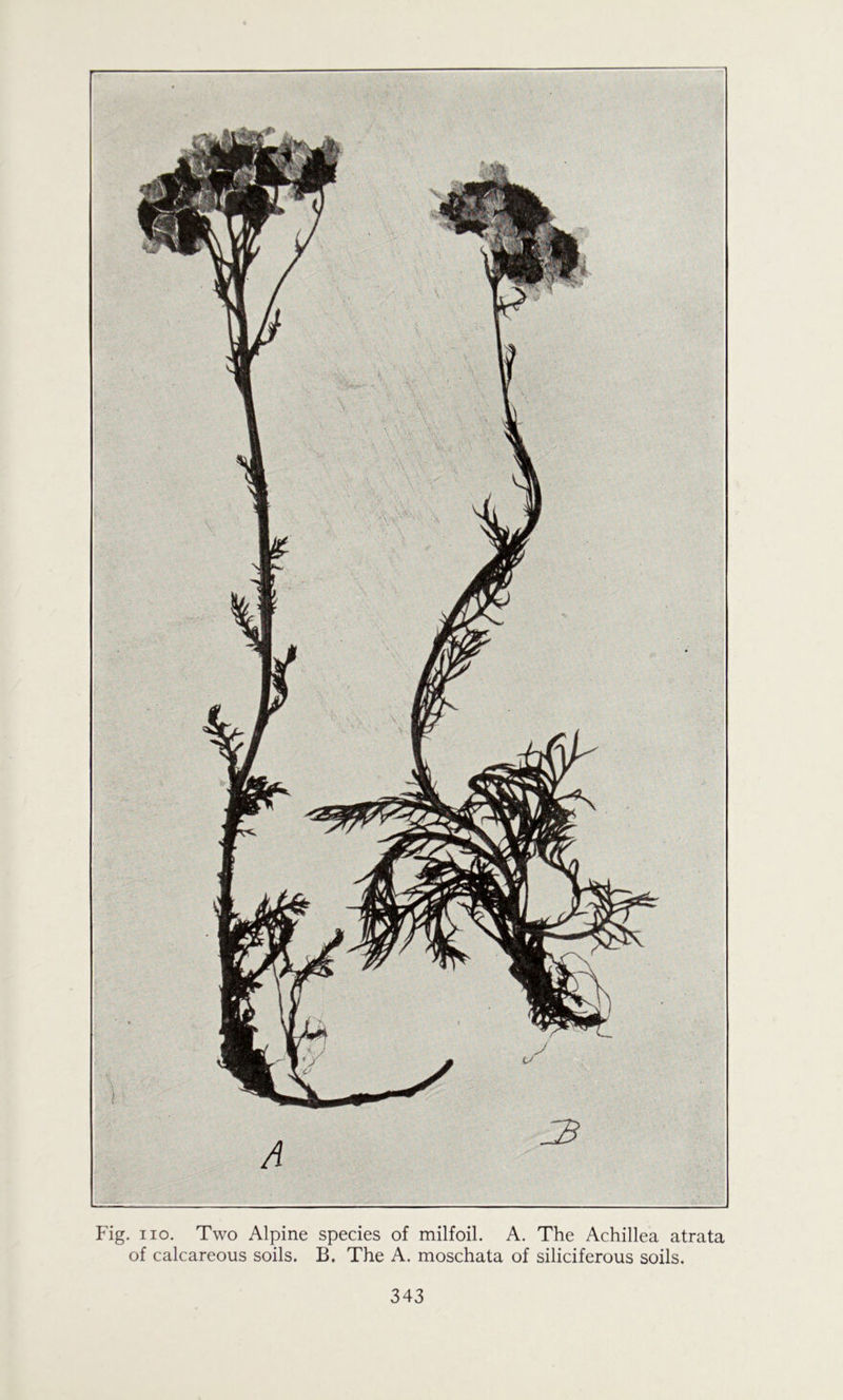 Fig. no. Two Alpine species of milfoil. A. The Achillea atrata of calcareous soils. B. The A. moschata of siliciferous soils.