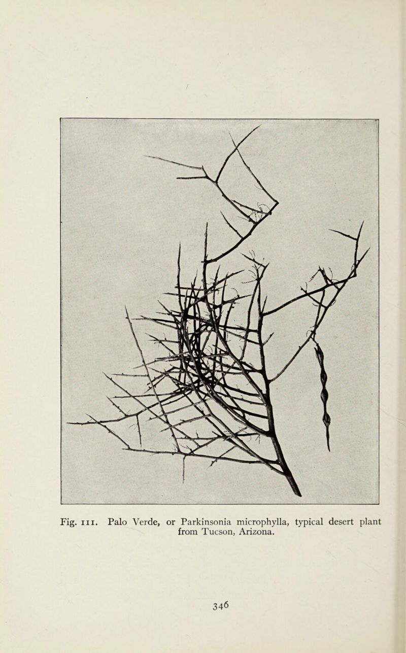 / Fig. in. Palo Verde, or Parkinsonia microphylla, typical desert plant from Tucson, Arizona.