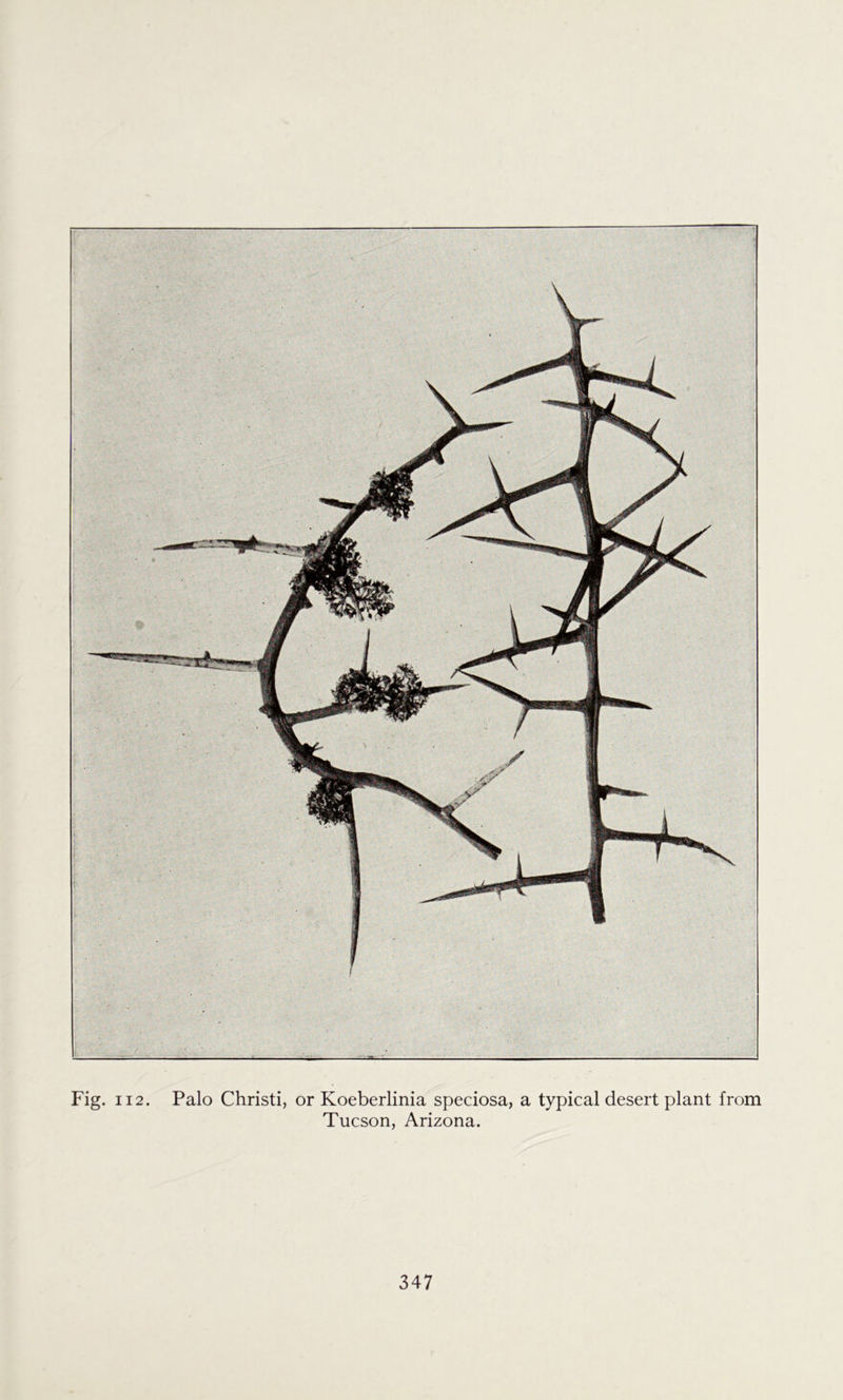 Fig. 112. Palo Christi, or Koeberlinia speciosa, a typical desert plant from Tucson, Arizona.
