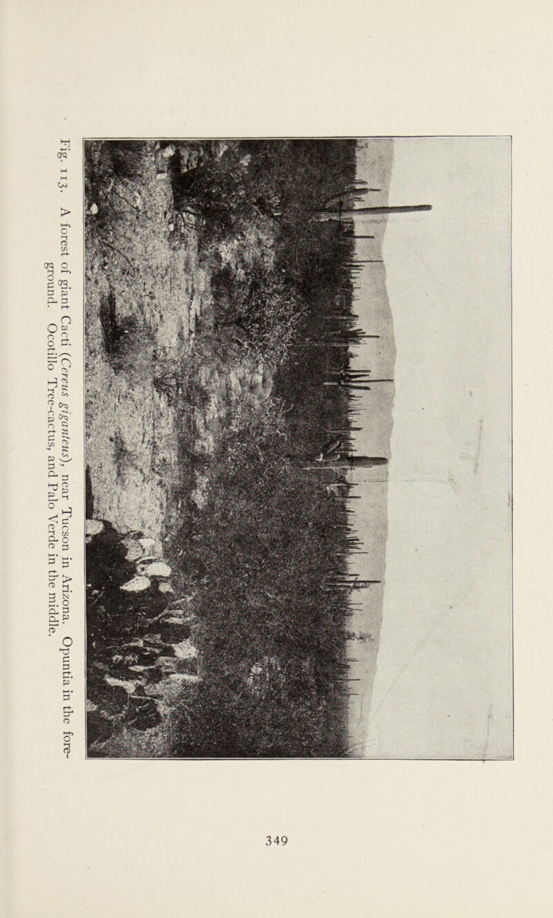 A forest of giant Cacti (Cereus giganteus), near Tucson in Arizona. Opuntia in the fore- ground. Ocotillo Tree-cactus, and Palo Verde in the middle.