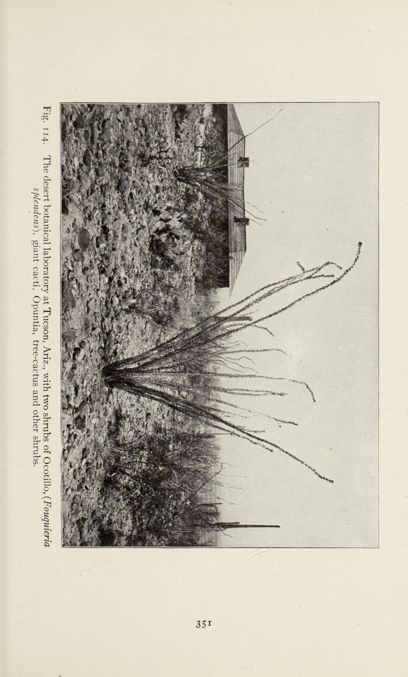 114- The desert botanical laboratory at Tucson, Ariz., with two shrubs of Ocotillo, (Fouquieria splendens), giant cacti, Opuntia, tree-cactus and other shrubs. 35i