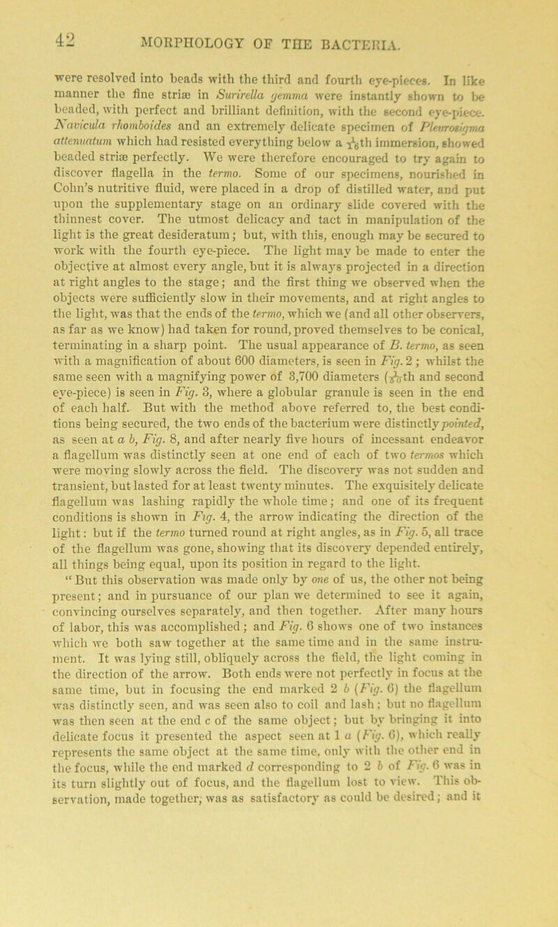 were resolved into beads with the third and fourtli eye-pieces. In like manner the fine striæ in Surirella gemma were instantly shown to be beaded, with perfect and brilliant définition, with the second eye-piece. Navicula rhomboïdes and an extremely délicate specimen of Pkvrosigma attenuatum which liadresisted everything below a ^th immersion, showed beaded striæ perfectly. We were therefore encouraged to try again to discover flageUa in the termo. Sonie of our specimens, nourished in Cohn’s nutritive fluid, were placed in a drop of distilled water, and put upon the supplementary stage on an ordinary slide covered with the thinnest cover. The utmost delicacy and tact in manipulation of the liglit is the great desideratum ; but, with this, enough may be secured to work with the fourtli eye-piece. The light may be made to enter the objective at almost every angle, but it is always projected in a direction at right angles to the stage; and the first thing we observed when the objects were sufficiently slow in their movements, and at right angles to the light, was that the ends of the termo, which we (and ail other observers, as far as we know) had taken for round, proved themselves to be conical, terminating in a sliarp point. The usual appearance of B. termo, as seen with a magnification of about 600 diameters, is seen in Fig. 2 ; whilst the same seen with a magnifying power of 3,700 diameters (j-^th and second eye-piece) is seen in Fig. 3, where a globular granule is seen in the end of eaeh lialf. But with the method above referred to, the best condi- tions being secured, the two ends of the bacterium were distinctlypointed, as seen at a b, Fig. 8, and after nearly five liours of incessant endeavor a flagellum was distinctly seen at one end of each of two termos which were moving slowly across the field. The discovery was not sudden and transient, but lasted for at least twenty minutes. The exquisitely délicate flagellum was lasliing rapidly the whole time ; and one of its frequent conditions is shown in Fig. 4, the arrow indicating the direction of the light : but if the termo turned round at right angles, as in Fig. 5, ail trace of the flagellum was gone, showing that its discovery depended entirely, ail things being equal, upon its position in regard to the light. “ But this observation was made only by one of us, the other not being présent ; and in pursuance of our plan we determined to see it again, convincing ourselves separately, and tlien togetlier. After many liours of labor, this was accomplislied ; and Fig. 6 shows one of two instances which we both saw togetlier at the same time and in the same instru- ment. It was lying still, obliquely across the field, the light coming in the direction of the arrow. Both ends were not perfectly in focus at the same time, but in focusing the end marked 2 b (Fig. 6) the flagellum was distinctly seen, and was seen also to coil and lasli ; but no flagellum was then seen at the end c of the same object ; but by bringing it into délicate focus it presented the aspect seen at 1 a (Fig. 6), which really represents the same object at tlie same time, only with the other end in the focus, while the end marked d corresponding to 2 b of Fig. 6 was in its turn slightly out of focus, and the flagellum lost to view. This ob- servation, made togetlier, was as satisfactory as could be desired ; and it