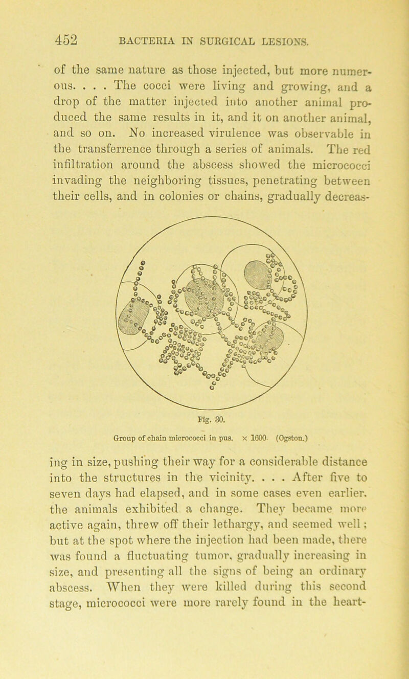 of tlie same nature as those injected, but more numer- ous. . . . The cocci were living and groxving, and a drop of the matter injected into another animal pro- duced the same results in it, and it on another animal, and so on. No increased virulence was observable in the transferrence through a sériés of animais. The red infiltration around the abscess showed the micrococci invading the neighboring tissucs, penetrating between their cells, and in colonies or chains, gradually decreas- Group of chain micrococci in pus. x 1600 (Ogston.) ing in size, pushing their way for a considérable distance into the structures in the vicinity. . . . After five to seven da}rs had elapsed, and in sorae cases even earlier. the animais exhibited a change. They became more active again, threw off their lethargy, and seemed well : but at the spot where the injection had been made, there was found a fluctuating tumor, gradually increasing in size, and presenting ail the signs of being an ordinary abscess. When they were lcilled during this second stage, micrococci were more rarely found in the heart-