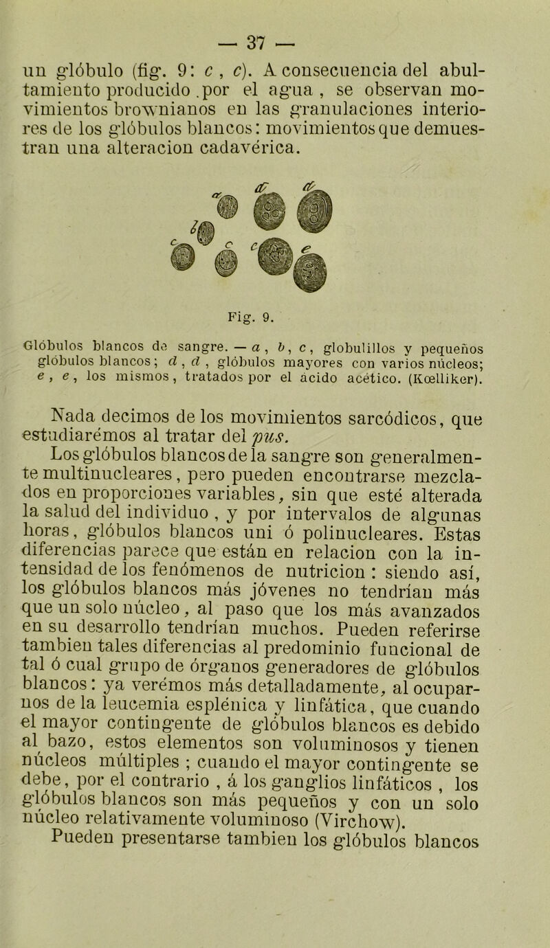 un giôbulo (fig*. 9: c, c). A consecuencia del abul- tamiento producido .por el ag’ua , se observan mo- vimientos bro^ nianos en las gTaniilaciones interio- res de los g’iôbulos blancos: moviinientosque demues- tran una altéraciou cadavérica. Fig. 9, Globules blancos do sangre. — a , h,c, globulillos y pequenos globules blancos ; cl, d ^ globules mayores con varies nücleos; e, e, los mismos, tratados por el acido acético. (Kœlliker). Nada decimos de los movimientos sarcôdicos, que estudiarémos al tratar û^lpus. Los^lôbiilos blancos de la sangTe son g’eneralmen- te multinucleares, psro pueden encontrarse mezcla- dos en proporciones variables, sin que esté alterada la saliid del individiio , y por intervalos de alg*anas lieras, g*lôbulos blancos uni ô polinucleares. Estas diferencias parece que estân en relacion con la in- tensidad de los fenômenos de nutricion : siendo asi, los g-lôbulos blancos mas jôvenes no tendrian mas que un solo nùcleo, al paso que los mas avanzados en su desarrollo tendrian muchos. Pueden referirse tambien taies diferencias al predominio funcional de tal 6 cual g-rupo de ôrg-auos g*eneradores de g-lobulos blancos ; ya verémos mâs detalladamente, al ocupar- nos de la leucemia esplénica y linfâtica, que cuando el mayor contingente de glôbulos blancos es debido al bazo, estes elementos son volnminosos y tienen nùcleos multiples ; cuando el mayor contingente se debe, por el contrario , a los g*anglios linfâticos , los glôbulos blancos son mâs pequenos y con un solo nùcleo relativamente voluminoso (Virchow). Pueden presentarse tambien los glôbulos blancos