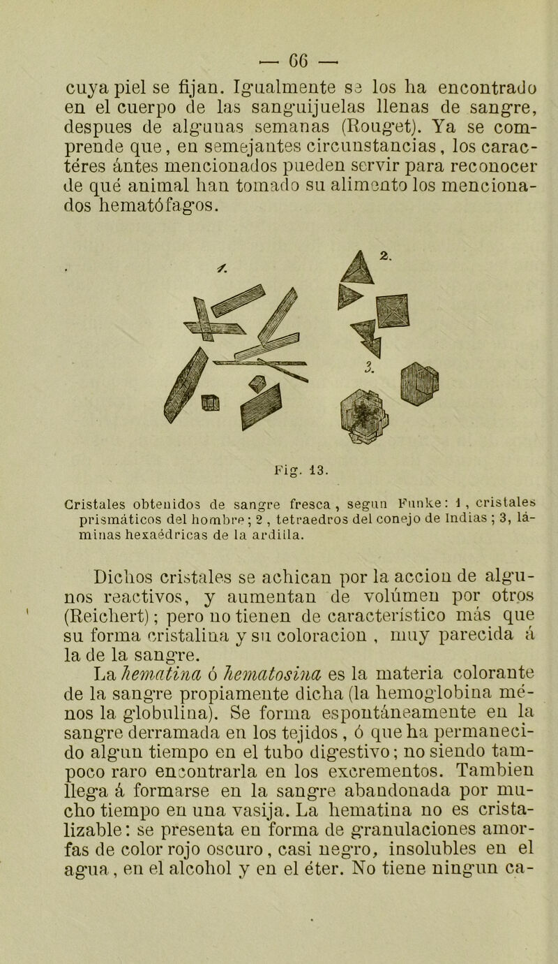 cuya piel se fijan. Igiialmente se los lia encontrado en el ciierpo de las sang*aijuelas llenas de sangre, despues de alg'auas semanas (Rong'et). Ya se com- prende que, en semejantes circuustancias, los carac- tères àntes menciouados pueden servir para recouocer de qiié animal lian toinado su alimento los menciona- dos hematôfag-os. Gristales obtenidos de sangre fresca , segun Fiinke; i, cristales prisinàticos del hombre ; 2 , tetraedros del conejo de Indias ; 3, la- minas hexaédricas de la ardiila. Diclios Cristales se achican por la accion de algai- nos réactives, y aumentan de volûmen por otrps (Reicliert) ; pero no tien en de caracteristico mâs que su forma cristalina y su coloracion , iimy parecida a la de la sang're. La liematina ô liematosina es la materia colorante de la sangTe propiamente diclia (la liemogiobina mè- nes la gdobulioa). Se forma espoutâneamente en la sangre derramada en los tejidos , ô que ha permaueci- do algain tiempo en el tubo digestive ; no siendo tam- poco raro encontrarla en los excrementos. Tambien llega â formarse en la sangre abandonada por mu- cho tiempo en una vasija. La liematina no es crista- lizable : se présenta eu forma de granulaciones aiiior- fas de colorrojo oscuro, casi uegro, insolubles eu el agua, en el alcoliol y en el èter. No tiene uingun ca-