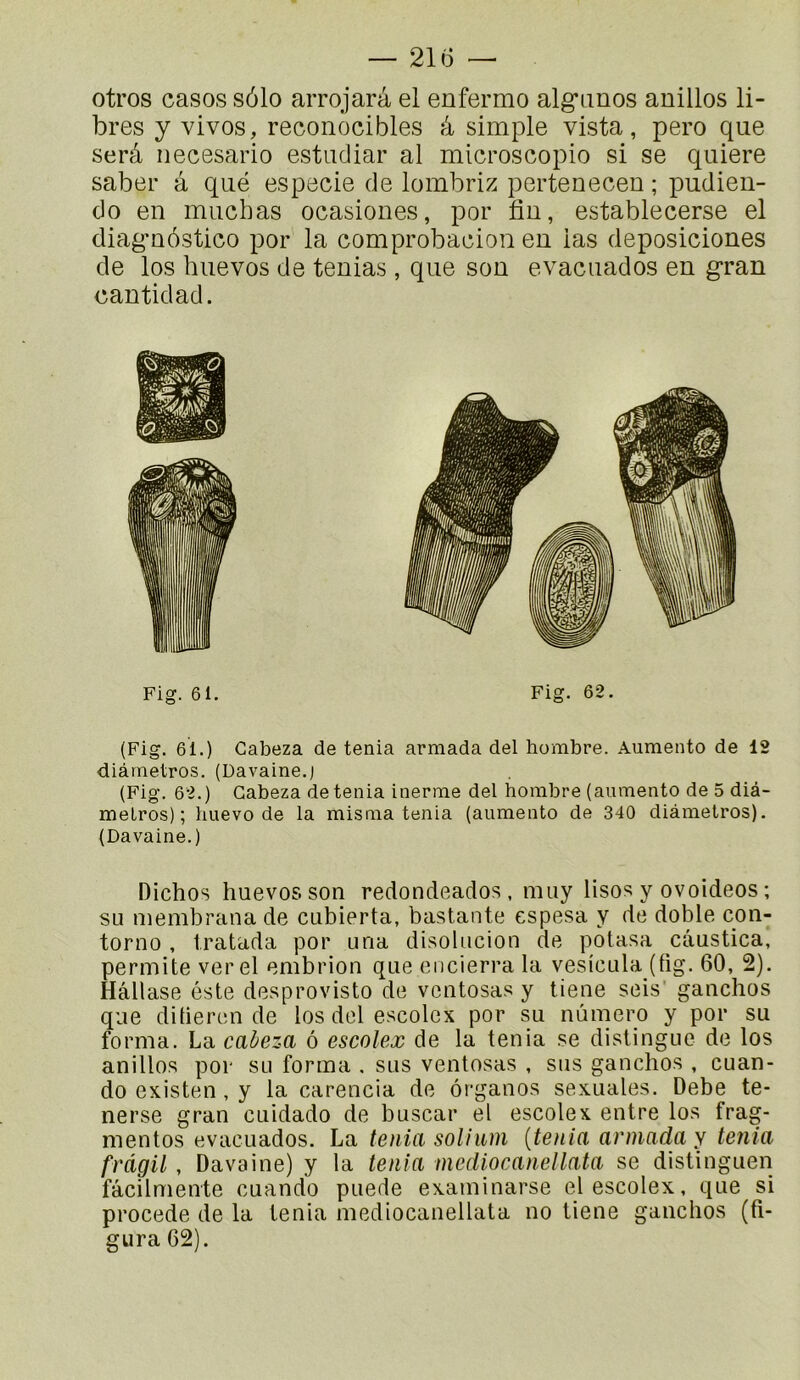otros casos sôlo arrojarâ el enfermo alg’imos anillos li- bres y vives, reconocibles â simple vista, pero que serâ necesario estiidiar al microscopie si se quiere saber â que especie de lombriz pertenecen ; pudien- do en muchas ocasiones, por fin, establecerse el diagmôstico por la comprobacion eu las deposiciones de los huevos de ténias, que son evacuados en g*ran cantidad. (Fig. 61.) Cabeza de ténia armada del hombre. Aumento de 12 diâmetros. (Davaine.) (Fig. 62.) Cabeza de ténia inerme del hombre (aumento de 5 diâ- meLros) ; liuevo de la misma ténia (aumento de 340 diâmetros). Dichos huevos son redondeados, miiy lisos y ovoideos ; su membrana de cubierta, bastante espesa y de doble con- torno , tratada por una disolucion de potasa câustica, permite verel embrion que eiicierra la vesicula (fig. 60, 2). Hâllase éste desprovisto de vcntosas y tiene seis' gauchos que dilieren de los del escolex por su numéro y por su forma. La cabeza 6 escolex de la ténia se distingue de los anillos por su forma , sus ventosas , sus ganchos , cuan- do existen, y la carencia de ôrganos sexuales. Debe te- nerse gran cuidado de buscar el escolex entre los frag- mentos evacuados. La ténia solium {ténia armada y ténia fràgil , Davaine) y la tenta mediocanellata se distinguen fâcilmente cuando puede examinarse el escolex, que si procédé de la ténia mediocanellata no tiene ganchos (fi- gura 62).