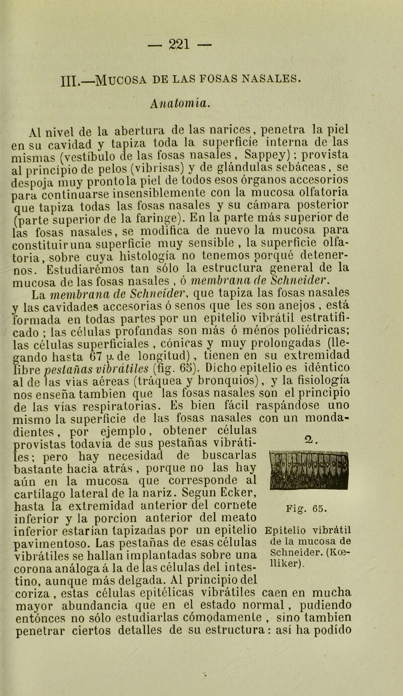 JXI. Mucosa de las fosas nasales. Anatomia. Al nivel de la abertura de las narices, pénétra la piel en su cavidad y tapiza toda la superficie interna de las misnias (vestibule de las fosas nasales , Sappey) ; provista al principio de pelos (vibrisas) y de glândulas sebâceas, se despoja muy prontola piel de todos esos organes accesorios para continuarse insensiblemente con la mucosa olfatoria que tapiza todas las fosas nasales y su câmara posterior (parte superior de la faringe). En la parte mâs superior de las fosas nasales, se modifica de nuevo la mucosa para constituiruna superficie muy sensible, la superficie olfa- toria, sobre cuya histologia no tenemos porqué detener- nos. ’Estudiarémos tan solo la estructura general de la mucosa de las fosas nasales , ô membrana de Schneider. La membrana de Schneider, que tapiza las fosas nasales y las cavidades accesorias ô senos que les son anejos , esta formada en todas partes por un epitelio vibrâtil estratifi- cado ; las células profundas son mâs ô ménos poliédricas; las células superficiales , cônicas y muy prolongadas (11e- gando hasta 67 ]x de longitud), tienen en su extremidad Uhre pesianasvibrdtiles 65). Dicho epitelio es idéntico al de las vias aéreas (trâquea y bronquios), y la fisiologia nos ensena tambien que las fosas nasales son el principio de las vias respiratorias. Es bien fâcil raspândose uno mismo la superficie de las fosas nasales con un monda- dientes, por ejemplo, obtener células provistas todavia de sus pestanas vibrâti- les ; pero hay necesidad de buscarlas bastante hacia atrâs , porque no las hay aùn en la mucosa que corresponde al cartilage latéral de la nariz. Segun Ecker, hasta la extremidad anterior del coruete inferior y la porcion anterior del meato inferior estarian tapizadas por un epitelio Epitelio vibrâtil pavimentoso. Las pestanas de esas células de la mucosa de vibrâtiles se hallan implantadas sobre un a corona anâloga â la de las células del intes- tine, aunque mâs delgada. Al principio del coriza, estas células epitélicas vibrâtiles caen en mucha mayor abundancia que en el estado normal, pudiendo enfonces no solo estudiarlas cômodamente , sino tambien penetrar ciertos detalles de su estructura : asi ha podido Fig. 65. Schneider, lliker). (Kû0-