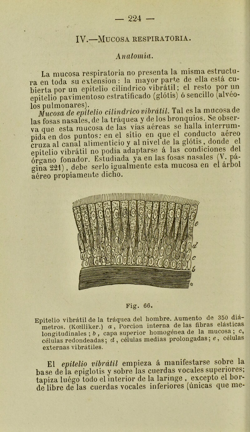 IV.—Mucosa respiratoria. Analomïa. La mucosa respiratoria no présenta la misma estructu- ra en toda su extension : la mayor parte de ella esta cu- biertapor un epitelio cilindrico vibratil ; el resto por un epitelio pavimentoso estratificado (glôlis) ôsencillo (alveo- los pulmonares). m , i Mucosa de e]:)itelio cilindrico vibratil. Tal es la mucosa de las fosas nasales, de la trâquea y de los bronquios. Se obser- va que esta mucosa de las vias aéreas se bal la interrpi- pidaen dos puntos: en el sitio en que el conducto aereo cruzaal canal alimenticioy al nivel de la glôtis , donde el epitelio vibratil no podia adaptarse a las condiciones del ôrqano fonador. Estudiada ya en las fosas nasales (V. pa- gina 221), debe serlo igualmente esta mucosa en el arbol aéreo propiamente dicho. Fig. 66. Epitelio vibràtil de la trâquea del liombre. Auraento de 350 dià- metros. (Koelliker.) a , Porcion interna de las fibras elàsticas longitudinales , capa superior homogénea de la mucosa ; c, células redondeadas; ci, células médias prolongadas; e, celulas externas vibràtiles. El epitelio vibratil empieza â manifestarse sobre la base de la epiglotis y sobre las cuerdas vocales superiores; tapiza luégo todo el interior de la laringe , excepto el boi- de libre de las cuerdas vocales inferiores (ùnicas que me-