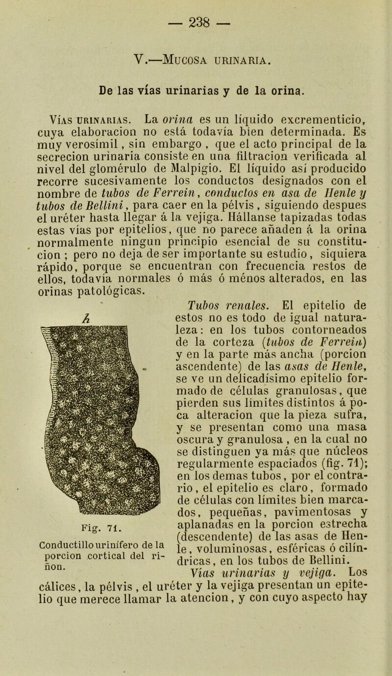 V.—Mucosa urinaria. De las vias urinarias y de la orina. ViAs URINARIAS. La ovina es un liquide excrementicio, cuya elaboracion no esta todavia bien determinada. Es muy verosimil, sin embargo , que el acto principal de la secrecion urinaria consiste en una tiltracion verificada al nivel del glomérulo de Malpigio. El liquide asi producido recorre sucesivamente los conductos designados con el nombre de tubos de Ferrem, conductos en asa de Ilenle y tubos de Bellini, para caer en la pélvis , siguiendo despues el uréter hasta llegar a la vejiga. Hâllanse tapizadas todas estas vias por ej)itelios, que no parece anaden â la orina normalmente ningun principio esencial de su constitu- cion ; pero no déjà de ser importante su estudio, siquiera rapide, porque se encuentran con frecuencia restes de elles, todavia normales 6 nias 6 mènes alterados, en las orinas patolôgicas. Tubos renales. El epitelio de estes no es todo de igual natura- leza: en los tubos contorneados de la corteza {tubos de Ferreiu) y en la parte mâs ancha (porcion ascendente) de las usas de Rente, se ve un delicadisimo epitelio for- mado de células granulosas, que pierden sus limites distintos a po- ca alteracion que la pieza sufra, y se presentan como una masa oscura y granulosa , en la cual no se distinguen ya mâs que nûcleos regularmente espaciados (fig. 71); en los demas tubos, por el contra- rio , el epitelio es claro, formado de células con limites bien marca- dos, pequenas, pavimentosas y aplanadas en la porcion estrecha (descendente) de las asas de Hen- le, voluminosas, esféricas 6 cilin- dricas, en los tubos de Bellini. Vias luHnarias y vejiga. Los calices, la pélvis , el uréter y la vejiga presentan un epite- lio que merece llamar la atencion, y con cuyo aspecto hay Fig. 71. Conductillourinifero de la porcion cortical del ri- non.