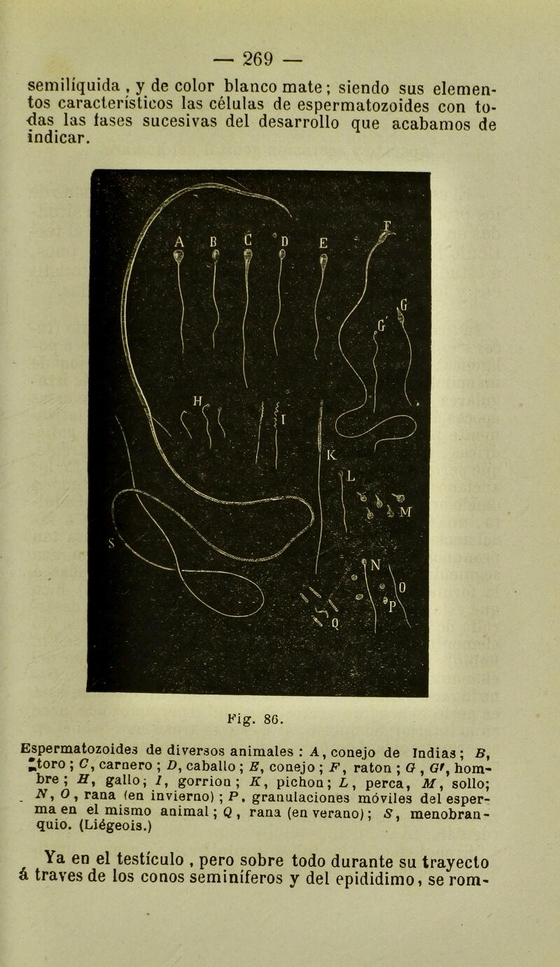 semiliquida . y de color blanco mate ; siendo sus elemen- tos caraclerîsticos las células de espermatozoides con to- das las tases sucesivas del desarrollo que acabamos de indicar. Fig. 8G. Espermatozoides de diversos animales : A, coaejo de Indias ; B, *toro ; C7, carnero ; Z), caballo ; E, coaejo ; F, raton hom- bre ; gallo^ /, gorrion ; 7f, pichon; L, perça, sollo; iV, O, rana (en invierno) ; P, granulaciones môviles del esper- maen el mismo animal ; Q , rana (en verano) ; S, menobran- quio. (Liégeois.) Ya en el testiculo , pero sobre todo durante su trayecto â traves de los conos seminîferos y del epididimo» se rom-