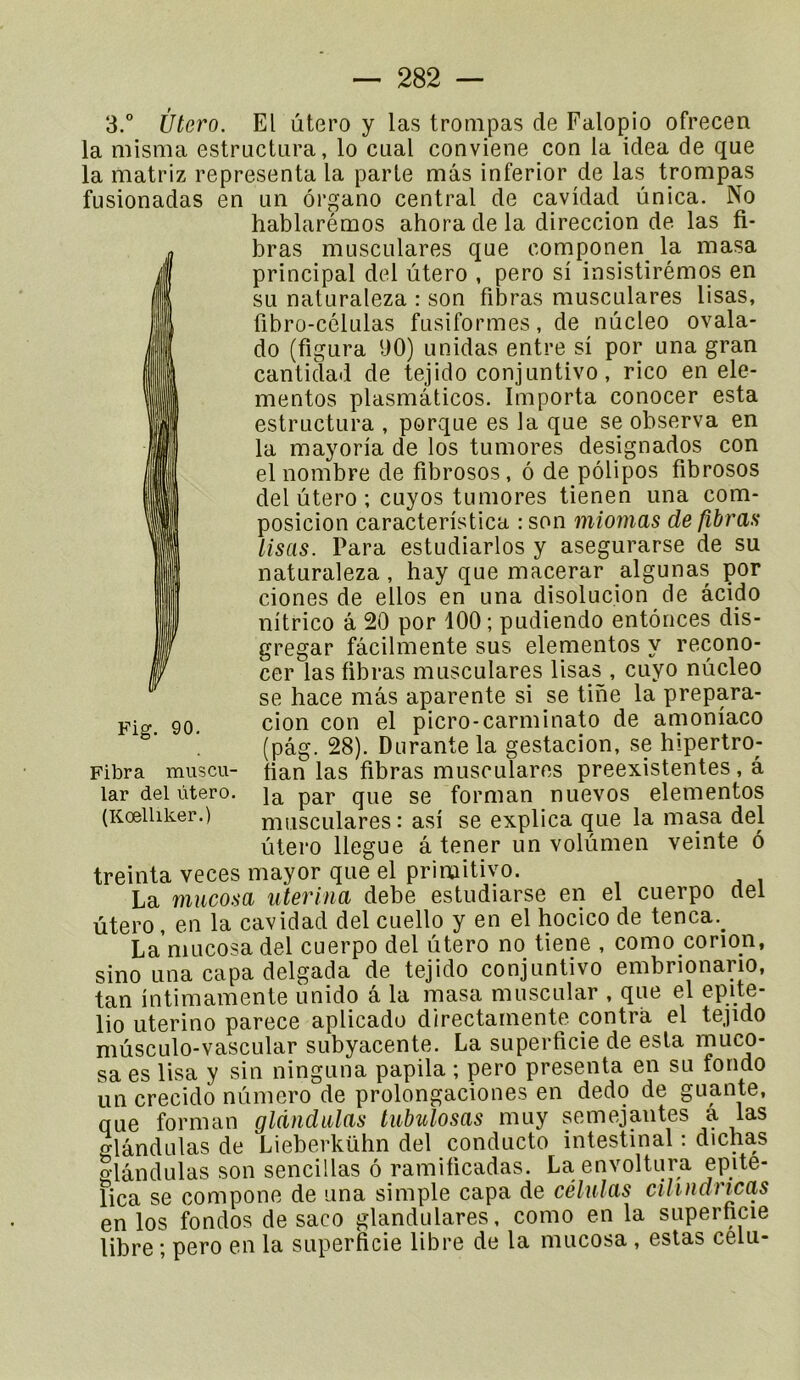 3.° Utero. El utero y las trompas de Falopio ofrecen la misma estructura, lo cual conviene con la iclea de que la matriz représenta la parte mâs inferior de las trompas fusionadas en un ôrgano central de cavidad ûnica. No hablarémos ahora de la direccion de las fi- bras muscLilares que cornponen^ la masa principal del utero , pero si insistirémos en su naturaleza : son fibras musculares Usas, fibro-células fusiformes, de nûcleo ovala- do (figura 30) unidas entre si por una gran cantidad de tejido conjuntivo, rico en ele- mentos plasmâticos. Importa conocer esta estructura , porque es la que se observa en la mayoria de los tu mores design ados con el nombre de fibrosos, 6 de pôlipos fibrosos del utero ; cuyos tumores tienen una com- posicion caracteristica : son miornas de fibras Usas. Para estudiarlos y asegurarse de su naturaleza , hay que macerar algunas por ciones de ellos en una disoluc.ion de âcido nitrico â 20 por 100; pudiendo entônces dis- gregar fâcilmente sus elementos y recono- cer las übras musculares Usas , cuyo nûcleo se hace mâs aparente si se tine la prepara- cion con el picro-carminato de amoniaco (pâg. 28). Durante la gestacion, se hipertro- fian las fibras musculares preexistentes, â la par que se forman nuevos elementos musculares: asi se explica que la masa del utero llegue â tener un volûmen veinte 6 treinta veces mayor que el primitive. La mucosa iiterina debe estudiarse en el cuerpo ciel ùtero, en la cavidad del cuello y en el hocico de tenca.^ La'niucosa del cuerpo del utero no tiene , como corion, sino una capa delgada de tejido conjuntivo embrionario, tan intimamente unido â la masa muscular , que el epite- lio uterino parece apUcado directamente contra el tejido niûsculo-vascular subyacente. La superficie de esta muco- sa es Usa y sin ninguna papila ; pero présenta en su fondo un crecido numéro de prolongaciones en dedo de guante, ciue forman gldndulas lubulosas muy semejaiites a las ^lândulas de Lieberkühn del conducto intestinal : dichas glânclulas son sencillas ô ramificadas. La envoltura epite- lica se compone de una simple capa de célnlas ciUndricas en los fondos de saco glandulares, como en la superficie libre ; pero en la superficie libre de la mucosa , estas celu- Fig. 90. Fibra muscu- lar del ùtero. (Kœlliker.)