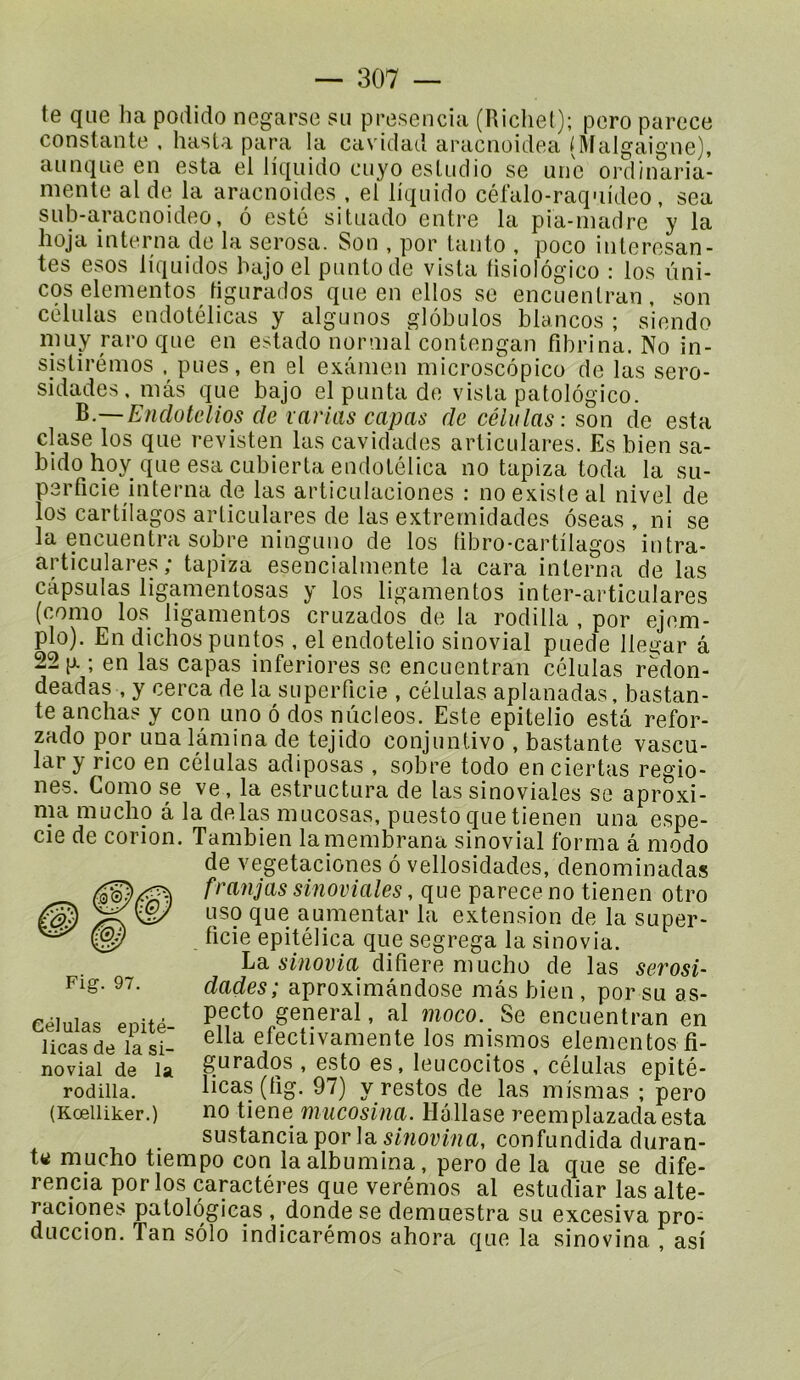 te que ha podido negarse su presencia (Ricliel); pero parece constante . hasLa para la cavidad aracnoidea (Malgaigne), aiinque en esta et Hquido cuyo esliidio se une ordinaria- mente aide la aracnoides , el lîqnido célalo-raquideo, sea snb-aracnoideo, 6 esté situado entre la pia-niadre y la hoja interna de la serosa. Son , por tanto , poco iiiteresan- tes esos liquides hajo el puntode vista tisiolôgico : los ùni- coselementos tigurados que en elles se encuentran, son celulas endotélicas y algunos globules blancos ; siendo nuiy rare que en estado normal contengan fibrina. No in- sistirémos , pues, en el examen microscôpico de las sero- sidades, mas que bajo elpunta de vista patolôgico. B.—Endotelios de varias capas de células: son de esta clase los que revisten las cavidades articulares. Es bien sa- bido hoy que esa cubierta endotéliea no tapiza toda la su- perficie interna de las articulaciones : no existe al nivel de los cartilagos articulares de las extrernidades ôseas , ni se la encuentra sobre ninguno de los fibro-cartilagos intra- articulares; tapiza esencialmente la cara interna de las capsulas ligamentosas y los ligamentos inter-articulares (como los ligamentos cruzados de la rodilla , por ejem- plo). En dichospuntos , el endotelio sinovial puede llegar â 22 p. ; en las capas inferiores se encuentran células redon- deadas , y cerca de la superficie , células aplanadas, bastan- te anchas y con uno ô dos niicleos. Este epitelio esta refor- zado por una lamina de tejido conjuntivo , bastante vascu- lar y rico en células adiposas , sobre todo en ciertas regio- nes. Como se ve, la estructura de las sinoviales se aproxi- ma mucho â la de las mucosas, puesto quetienen una espe- cie de corion. Tambien lamembrana sinovial forma â modo de vegetaciones 6 vellosidades, denominadas franjas sinoviales, que parece no tienen otro uso que aumentar la extension de la super- ficie epitélica que segrega la sinovia. La sinovia difiere mucho de las serosi- dades; aproximândose mas bien , por su as- pecto general, al moco. Se encuentran en ella efectivamente los mismos elementos fi- gurados , esto es, leucocitos , células epité- licas(fig. 97) y restos de las mismas ; pero no tiene m ucosina. Hé Hase reemplazadaesta sustancia por la confundida duran- te mucho tiempo con laalbumina, pero de la que se dife- rencia por los caractères que verémos al estudiar las alte- raciones patolôgicas , donde se demuestra su excesiva pro- duccion. Tan solo indicarémos ahora que la sinovina , asi 0. Fig. 97. Células epité- licas de la si- novial de la rodilla. (Kœlliker.)