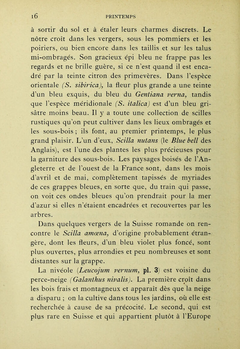 à sortir du sol et à étaler leurs charmes discrets. Le nôtre croît dans les vergers, sous les pommiers et les poiriers, ou bien encore dans les taillis et sur les talus mi-ombragés. Son gracieux épi bleu ne frappe pas les regards et ne brille guère, si ce n’est quand il est enca- dré par la teinte citron des primevères. Dans l’espèce orientale (S. sibirica), la fleur plus grande a une teinte d’un bleu exquis, du bleu du Gentiana verna, tandis que l’espèce méridionale (S. italica) est d’un bleu gri- sâtre moins beau. Il y a toute une collection de scilles rustiques qu’on peut cultiver dans les lieux ombragés et les sous-bois ; ils font, au premier printemps, le plus grand plaisir. L’un d’eux, Scilla nutans (le Blue bell des Anglais), est l’une des plantes les plus précieuses pour la garniture des sous-bois. Les paysages boisés de l’An- gleterre et de l’ouest de la France sont, dans les mois d’avril et de mai, complètement tapissés de myriades de ces grappes bleues, en sorte que, du train qui passe, on voit ces ondes bleues qu’on prendrait pour la mer d’azur si elles n’étaient encadrées et recouvertes par les arbres. Dans quelques vergers de la Suisse romande on ren- contre le Scilla amœna, d’origine probablement étran- gère, dont les fleurs, d’un bleu violet plus foncé, sont plus ouvertes, plus arrondies et peu nombreuses et sont distantes sur la grappe. La nivéole (.Leucojum vernam, pl. 3) est voisine du perce-neige (Galanthus nivalis). La première croît dans les bois frais et montagneux et apparaît dès que la neige a disparu ; on la cultive dans tous les jardins, où elle est recherchée à cause de sa précocité. Le second, qui est plus rare en Suisse et qui appartient plutôt à l’Europe