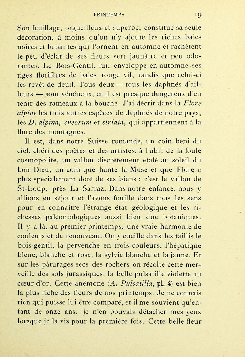 Son feuillage, orgueilleux et superbe, constitue sa seule décoration, à moins qu’on n’y ajoute les riches baies noires et luisantes qui l’ornent en automne et rachètent le peu d’éclat de ses Heurs vert jaunâtre et peu odo- rantes. Le Bois-Gentil, lui, enveloppe en automne ses tiges florifères de baies rouge vif, tandis que celui-ci les revêt de deuil. Tous deux— tous les daphnés d’ail- leurs — sont vénéneux, et il est presque dangereux d’en tenir des rameaux à la bouche. J’ai décrit dans la Flore alpine les trois autres espèces de daphnés de notre pays, les D. alpina, cneorum et striata, qui appartiennent à la flore des montagnes. Il est, dans notre Suisse romande, un coin béni du ciel, chéri des poètes et des artistes, à l’abri de la foule cosmopolite, un vallon discrètement étalé au soleil du bon Dieu, un coin que hante la Muse et que Flore a plus spécialement doté de ses biens : c’est le vallon de St-Loup, près La Sarraz. Dans notre enfance, nous y allions en séjour et l’avons fouillé dans tous les sens pour en connaître l’étrange état géologique et les ri- chesses paléontologiques aussi bien que botaniques. Il y a là, au premier printemps, une vraie harmonie de couleurs et de renouveau. On y cueille dans les taillis le bois-gentil, la pervenche en trois couleurs, l’hépatique bleue, blanche et rose, la sylvie blanche et la jaune. Et sur les pâturages secs des rochers on récolte cette mer- veille des sols jurassiques, la belle pulsatille violette au cœur d’or. Cette anémone (A. Pulsatilla, pl. 4) est bien la plus riche des fleurs de nos printemps. Je ne connais rien qui puisse lui être comparé, et il me souvient qu’en- fant de onze ans, je n’en pouvais détacher mes yeux lorsque je la vis pour la première fois. Cette belle fleur