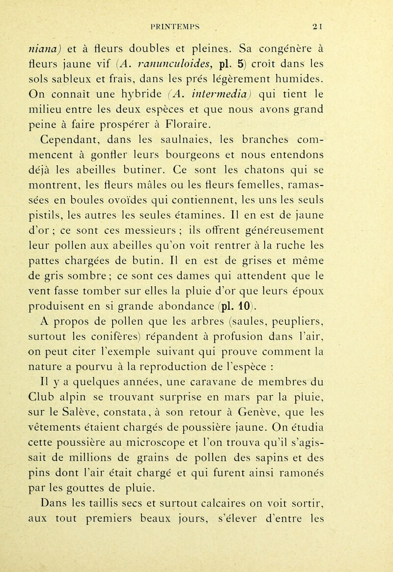 niana) et à fleurs doubles et pleines. Sa congénère à fleurs jaune vif (A. ranunculoid.es, pl. 5) croît dans les sols sableux et frais, dans les prés légèrement humides. On connaît une hybride (A. intermedia) qui tient le milieu entre les deux espèces et que nous avons grand peine à faire prospérer à Floraire. Cependant, dans les saulnaies, les branches com- mencent à gonfler leurs bourgeons et nous entendons déjà les abeilles butiner. Ce sont les chatons qui se montrent, les fleurs mâles ou les fleurs femelles, ramas- sées en boules ovoïdes qui contiennent, les uns les seuls pistils, les autres les seules étamines. Il en est de jaune d’or; ce sont ces messieurs; ils offrent généreusement leur pollen aux abeilles qu’on voit rentrer à la ruche les pattes chargées de butin. Il en est de grises et même de gris sombre ; ce sont ces dames qui attendent que le vent fasse tomber sur elles la pluie d’or que leurs époux produisent en si grande abondance (pl. 10). A propos de pollen que les arbres (saules, peupliers, surtout les conifères) répandent à profusion dans l’air, on peut citer l’exemple suivant qui prouve comment la nature a pourvu à la reproduction de l’espèce : Il y a quelques années, une caravane de membres du Club alpin se trouvant surprise en mars par la pluie, sur le Salève, constata, à son retour à Genève, que les vêtements étaient chargés de poussière jaune. On étudia cette poussière au microscope et l’on trouva qu’il s’agis- sait de millions de grains de pollen des sapins et des pins dont l'air était chargé et qui furent ainsi ramonés par les gouttes de pluie. Dans les taillis secs et surtout calcaires on voit sortir, aux tout premiers beaux jours, s’élever d'entre les