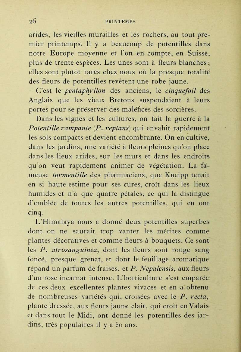arides, les vieilles murailles et les rochers, au tout pre- mier printemps. Il y a beaucoup de potentilles dans notre Europe moyenne et l’on en compte, en Suisse, plus de trente espèces. Les unes sont à fleurs blanches; elles sont plutôt rares chez nous où la presque totalité des fleurs de potentilles revêtent une robe jaune. C’est le pentaphyllon des anciens, le cinquefoil des Anglais que les vieux Bretons suspendaient à leurs portes pour se préserver des maléfices des sorcières. Dans les vignes et les cultures, on fait la guerre à la Potentille rampante (P. reptans) qui envahit rapidement les sols compacts et devient encombrante. On en cultive, dans les jardins, une variété à fleurs pleines qu’on place dans les lieux arides, sur les murs et dans les endroits qu’on veut rapidement animer de végétation. La fa- meuse tormentille des pharmaciens, que Kneipp tenait en si haute estime pour ses cures, croît dans les lieux humides et n’a que quatre pétales, ce qui la distingue d’emblée de toutes les autres potentilles, qui en ont cinq. L’Himalaya nous a donné deux potentilles superbes dont on ne saurait trop vanter les mérites comme plantes décoratives et comme fleurs à bouquets. Ce sont les P. atrosangninea, dont les fleurs sont rouge sang foncé, presque grenat, et dont le feuillage aromatique répand un parfum de fraises, et P. Nepalensis, aux fleurs d’un rose incarnat intense. L’horticulture s’est emparée de ces deux excellentes plantes vivaces et en a obtenu de nombreuses variétés qui, croisées avec le P. recta, plante dressée, aux fleurs jaune clair, qui croît en Valais et dans tout le Midi, ont donné les potentilles des jar- dins, très populaires il y a 5o ans.
