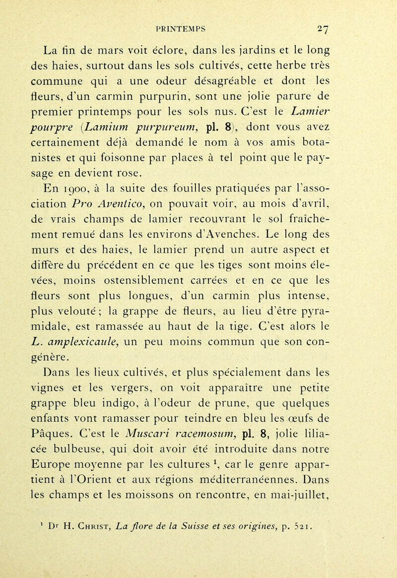 La fin de mars voit éclore, dans les jardins et le long des haies, surtout dans les sols cultivés, cette herbe très commune qui a une odeur désagréable et dont les fleurs, d’un carmin purpurin, sont une jolie parure de premier printemps pour les sols nus. C’est le Lamier pourpre (Lamium purpureum, pl. 8), dont vous avez certainement déjà demandé le nom à vos amis bota- nistes et qui foisonne par places à tel point que le pay- sage en devient rose. En 1900, à la suite des fouilles pratiquées par l’asso- ciation Pro Aventico, on pouvait voir, au mois d’avril, de vrais champs de lamier recouvrant le sol fraîche- ment remué dans les environs d’Avenches. Le long des murs et des haies, le lamier prend un autre aspect et diffère du précédent en ce que les tiges sont moins éle- vées, moins ostensiblement carrées et en ce que les fleurs sont plus longues, d’un carmin plus intense, plus velouté; la grappe de fleurs, au lieu d’être pyra- midale, est ramassée au haut de la tige. C’est alors le L. amplexicaule, un peu moins commun que son con- génère. Dans les lieux cultivés, et plus spécialement dans les vignes et les vergers, on voit apparaître une petite grappe bleu indigo, à l’odeur de prune, que quelques enfants vont ramasser pour teindre en bleu les œufs de Pâques. C’est le Muscari racemosum, pl. 8, jolie lilia- cée bulbeuse, qui doit avoir été introduite dans notre Europe moyenne par les cultures 1, car le genre appar- tient à l’Orient et aux régions méditerranéennes. Dans les champs et les moissons on rencontre, en mai-juillet. 1 Dr H. Christ, La flore de la Suisse et ses origines, p. 52i.