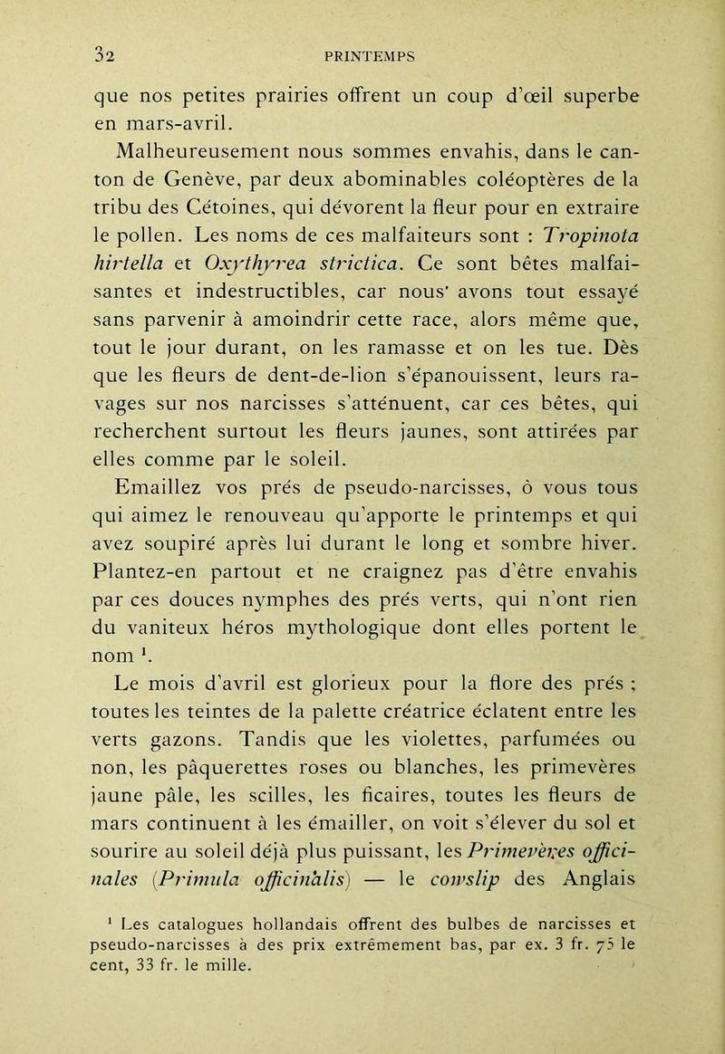 que nos petites prairies offrent un coup d’œil superbe en mars-avril. Malheureusement nous sommes envahis, dans le can- ton de Genève, par deux abominables coléoptères de la tribu des Cétoines, qui dévorent la fleur pour en extraire le pollen. Les noms de ces malfaiteurs sont : Tropinota hirtella et Oxythyrea strictica. Ce sont bêtes malfai- santes et indestructibles, car nous' avons tout essayé sans parvenir à amoindrir cette race, alors même que, tout le jour durant, on les ramasse et on les tue. Dès que les fleurs de dent-de-lion s’épanouissent, leurs ra- vages sur nos narcisses s’atténuent, car ces bêtes, qui recherchent surtout les fleurs jaunes, sont attirées par elles comme par le soleil. Emaillez vos prés de pseudo-narcisses, ô vous tous qui aimez le renouveau qu’apporte le printemps et qui avez soupiré après lui durant le long et sombre hiver. Plantez-en partout et ne craignez pas d’être envahis par ces douces nymphes des prés verts, qui n’ont rien du vaniteux héros mythologique dont elles portent le nom h Le mois d’avril est glorieux pour la flore des prés ; toutes les teintes de la palette créatrice éclatent entre les verts gazons. Tandis que les violettes, parfumées ou non, les pâquerettes roses ou blanches, les primevères jaune pâle, les scilles, les ficaires, toutes les fleurs de mars continuent à les émailler, on voit s’élever du sol et sourire au soleil déjà plus puissant, les Primev'eyes offici- nales (Primula officinalis) — le cojvslip des Anglais 1 Les catalogues hollandais offrent des bulbes de narcisses et pseudo-narcisses à des prix extrêmement bas, par ex. 3 fr. jb le cent, 33 fr. le mille.