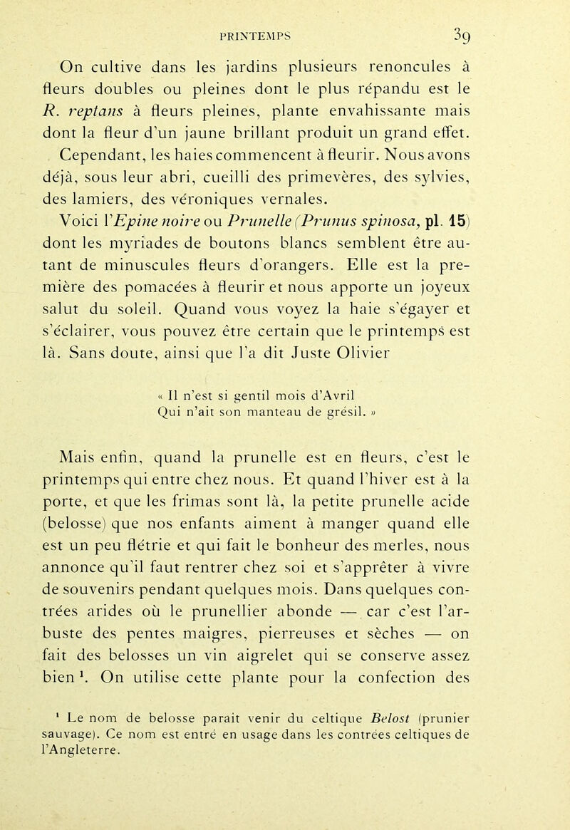 On cultive dans les jardins plusieurs renoncules à fleurs doubles ou pleines dont le plus répandu est le R. reptans à fleurs pleines, plante envahissante mais dont la fleur d’un jaune brillant produit un grand effet. Cependant, les haies commencent à fleurir. Nous avons déjà, sous leur abri, cueilli des primevères, des sylvies, des lamiers, des véroniques vernales. Voici Y Epine noire ou Prunelle (Prunus spinosa, pl. 15) dont les myriades de boutons blancs semblent être au- tant de minuscules fleurs d’orangers. Elle est la pre- mière des pomacées à fleurir et nous apporte un joyeux salut du soleil. Quand vous voyez la haie s’égayer et s’éclairer, vous pouvez être certain que le printemps est là. Sans doute, ainsi que l’a dit Juste Olivier « Il n’est si gentil mois d’Avril Qui n’ait son manteau de grésil. « Mais enfin, quand la prunelle est en fleurs, c’est le printemps qui entre chez nous. Et quand l'hiver est à la porte, et que les frimas sont là, la petite prunelle acide (belosse) que nos enfants aiment à manger quand elle est un peu flétrie et qui fait le bonheur des merles, nous annonce qu’il faut rentrer chez soi et s’apprêter à vivre de souvenirs pendant quelques mois. Dans quelques con- trées arides où le prunellier abonde — car c’est l’ar- buste des pentes maigres, pierreuses et sèches — on fait des belosses un vin aigrelet qui se conserve assez bien h On utilise cette plante pour la confection des 1 Le nom de belosse parait venir du celtique Belost (prunier sauvage). Ce nom est entré en usage dans les contrées celtiques de l’Angleterre.