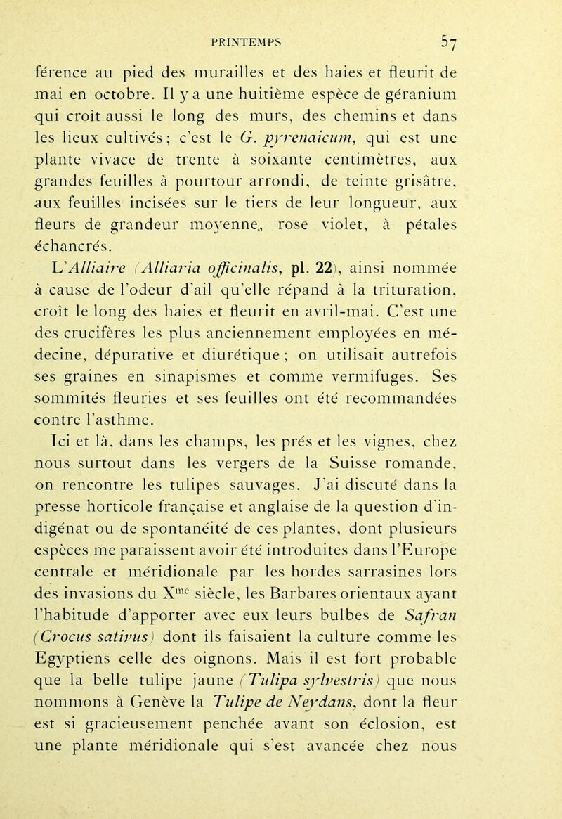 férence au pied des murailles et des haies et fleurit de mai en octobre. Il y a une huitième espèce de géranium qui croit aussi le long des murs, des chemins et dans les lieux cultivés; c’est le G. pyrenaicum, qui est une plante vivace de trente à soixante centimètres, aux grandes feuilles à pourtour arrondi, de teinte grisâtre, aux feuilles incisées sur le tiers de leur longueur, aux fleurs de grandeur moyenne., rose violet, à pétales échancrés. h'Alliaire (Alliaria offîcinalis, pl. 22), ainsi nommée à cause de l'odeur d’ail qu’elle répand à la trituration, croît le long des haies et fleurit en avril-mai. C’est une des crucifères les plus anciennement employées en mé- decine, dépurative et diurétique ; on utilisait autrefois ses graines en sinapismes et comme vermifuges. Ses sommités fleuries et ses feuilles ont été recommandées contre l’asthme. Ici et là, dans les champs, les prés et les vignes, chez nous surtout dans les vergers de la Suisse romande, on rencontre les tulipes sauvages. J’ai discuté dans la presse horticole française et anglaise de la question d'in- digénat ou de spontanéité de ces plantes, dont plusieurs espèces me paraissent avoir été introduites dans l’Europe centrale et méridionale par les hordes sarrasines lors des invasions du Xme siècle, les Barbares orientaux ayant l’habitude d’apporter avec eux leurs bulbes de Safran (Crocus sativus) dont ils faisaient la culture comme les Egyptiens celle des oignons. Mais il est fort probable que la belle tulipe jaune (Tulipa sylvestris) que nous nommons à Genève la Tulipe de Neydans, dont la fleur est si gracieusement penchée avant son éclosion, est une plante méridionale qui s’est avancée chez nous