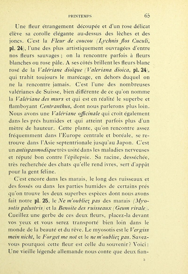 Une fleur étrangement découpée et d’un rose délicat élève sa corolle élégante au-dessus des lèches et des joncs. C’est la Fleur de coucou (Lychnis jlos Cuculi, pi. 24), r une des plus artistiquement ouvragées d’entre nos fleurs sauvages ; on la rencontre parfois à fleurs blanches ou rose pâle. A ses côtés brillent les fleurs blanc rosé de la Valériane dio'ique (Valeriana dioica, pl. 24), qui trahit toujours le marécage, en dehors duquel on ne la rencontre jamais. C’est l’une des nombreuses valérianes de Suisse, bien différente de ce qu’on nomme la Valériane des murs et qui est en réalité le superbe et flamboyant Centranthus, dont nous parlerons plus loin. Nous avons une Valériane officinale qui croit également dans les prés humides et qui atteint parfois plus d’un mètre de hauteur. Cette plante, qu’on rencontre assez fréquemment dans l’Europe centrale et boréale, se re- trouve dans l’Asie septentrionale jusqu’au Japon. C’est un antispasmodique très usité dans les maladies nerveuses et réputé bon contre l’épilepsie. Sa racine, desséchée, très recherchée des chats qu’elle rend ivres, sert d’appât pour la gent féline. C’est encore dans les marais, le long des ruisseaux et des fossés ou dans les parties humides de certains prés qu’on trouve les deux superbes espèces dont nous avons fait notre pl. 25, le Ne m’oublie^ pas des marais (Myo- sotis palustris) et la Benoite des ruisseaux (Geum rivale ). Cueillez une gerbe de ces deux fleurs, placez-la devant vos yeux et vous serez transporté bien loin dans le monde de la beauté et du rêve. Le myosotis est le Ver pi s s mein nicht, le Forget me not et le ne m’oublie\ pas. Savez- vous pourquoi cette fleur est celle du souvenir? Voici: Une vieille légende allemande nous conte que deux flan-