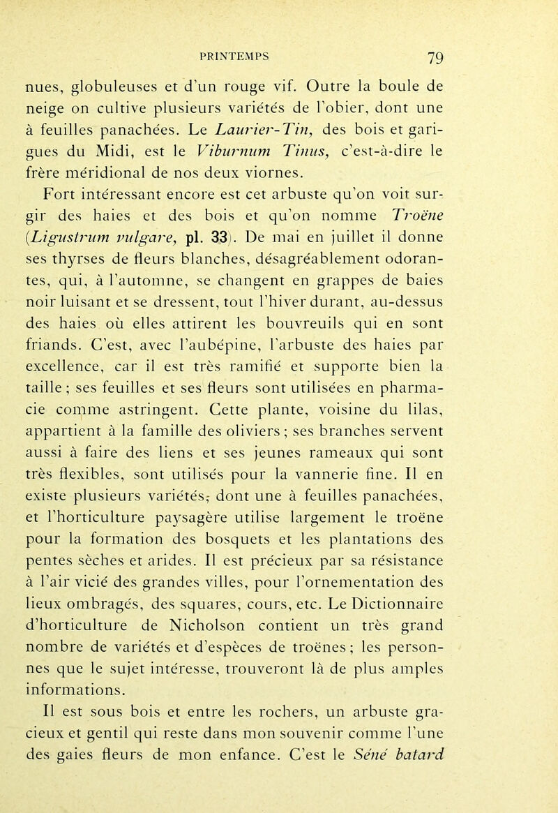 nues, globuleuses et d'un rouge vif. Outre la boule de neige on cultive plusieurs variétés de l’obier, dont une à feuilles panachées. Le Laurier-Tin, des bois et gari- gues du Midi, est le Viburnum Tinus, c’est-à-dire le frère méridional de nos deux viornes. Fort intéressant encore est cet arbuste qu’on voit sur- gir des haies et des bois et qu'on nomme Troène (Ligustrum vulgare, pl. 33). De mai en juillet il donne ses thyrses de fleurs blanches, désagréablement odoran- tes, qui, à l’automne, se changent en grappes de baies noir luisant et se dressent, tout l’hiver durant, au-dessus des haies où elles attirent les bouvreuils qui en sont friands. C’est, avec l’aubépine, l’arbuste des haies par excellence, car il est très ramifié et supporte bien la taille ; ses feuilles et ses fleurs sont utilisées en pharma- cie comme astringent. Cette plante, voisine du lilas, appartient à la famille des oliviers ; ses branches servent aussi à faire des liens et ses jeunes rameaux qui sont très flexibles, sont utilisés pour la vannerie fine. Il en existe plusieurs variétés,- dont une à feuilles panachées, et l’horticulture paysagère utilise largement le troène pour la formation des bosquets et les plantations des pentes sèches et arides. Il est précieux par sa résistance à l’air vicié des grandes villes, pour l’ornementation des lieux ombragés, des squares, cours, etc. Le Dictionnaire d’horticulture de Nicholson contient un très grand nombre de variétés et d’espèces de troènes; les person- nes que le sujet intéresse, trouveront là de plus amples informations. Il est sous bois et entre les rochers, un arbuste gra- cieux et gentil qui reste dans mon souvenir comme l'une des gaies fleurs de mon enfance. C’est le Séné batard