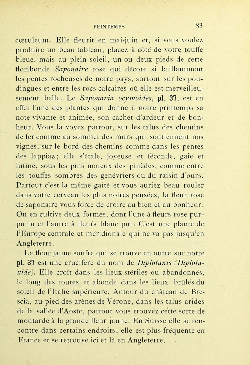 cœruleum. Elle fleurit en mai-juin et, si vous voulez produire un beau tableau, placez à côté de votre touffe bleue, mais au plein soleil, un ou deux pieds de cette floribonde Saponaire rose qui décore si brillamment les pentes rocheuses de notre pays, surtout sur les pou- dingues et entre les rocs calcaires où elle est merveilleu- sement belle. Le Saponaria ocymoides, pl. 37, est en effet l’une des plantes qui donne à notre printemps sa note vivante et animée, son cachet d’ardeur et de bon- heur. Vous la voyez partout, sur les talus des chemins de fer comme au sommet des murs qui soutiennent nos vignes, sur le bord des chemins comme dans les pentes des lappiaz ; elle s’étale, joyeuse et féconde, gaie et lutine, sous les pins noueux des pinèdes, comme entre les touffes sombres des genévriers ou du raisin d’ours. Partout c’est la même gaîté et vous auriez beau rouler dans votre cerveau les plus noires pensées, la fleur rose de saponaire vous force de croire au bien et au bonheur. On en cultive deux formes, dont l’une à fleurs rose pur- purin et l’autre à fleurs blanc pur. C’est une plante de l’Europe centrale et méridionale qui ne va pas jusqu’en Angleterre. La fleur jaune soufre qui se trouve en outre sur notre pl. 37 est une crucifère du nom de Diplotaxis (Diplota- xide). Elle croît dans les lieux stériles ou abandonnés, le long des routes et abonde dans les lieux brûlés du soleil de l’Italie supérieure. Autour du château de Bre- scia, au pied des arènes de Vérone, dans les talus arides de la vallée d’Aoste, partout vous trouvez cette sorte de moutarde à la grande fleur jaune. En Suisse elle se ren- contre dans certains endroits; elle est plus fréquente en France et se retrouve ici et là en Angleterre.