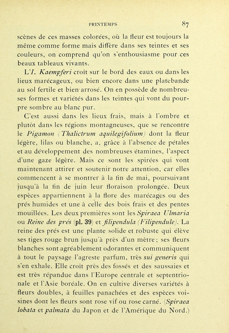 scènes de ces masses colorées, où la fleur est toujours la même comme forme mais diffère dans ses teintes et ses couleurs, on comprend qu’on s’enthousiasme pour ces beaux tableaux vivants. L’/. Kaempferi croit sur le bord des eaux ou dans les lieux marécageux, ou bien encore dans une platebande au sol fertile et bien arrosé. On en possède de nombreu- ses formes et variétés dans les teintes qui vont du pour- pre sombre au blanc pur. C’est aussi dans les lieux frais, mais à l'ombre et plutôt dans les régions montagneuses, que se rencontre le Pigamon ( Thalictram aqiiilegifolium) dont la fleur légère, lilas ou blanche, a, grâce à l’absence de pétales et au développement des nombreuses étamines, l’aspect d’une gaze légère. Mais ce sont les spirées qui vont maintenant attirer et soutenir notre attention, car elles commencent à se montrer à la An de mai, poursuivant jusqu’à la An de juin leur floraison prolongée. Deux espèces appartiennent à la flore des marécages ou des prés humides et une à celle des bois frais et des pentes mouillées. Les deux premières sont les Spiraea Ulmaria ou Reine des prés (pi. 39) et jUipendula (Filipendule). La reine des prés est une plante solide et robuste qui élève ses tiges rouge brun jusqu'à près d’un mètre ; ses fleurs blanches sont agréablement odorantes et communiquent à tout le paysage l’agreste parfum, très sui generis qui s’en exhale. Elle croît près des fossés et des saussaies et est très répandue dans l’Europe centrale et septentrio- nale et l’Asie boréale. On en cultive diverses variétés à fleurs doubles, à feuilles panachées et des espèces voi- sines dont les fleurs sont rose vif ou rose carné. (Spiraea lobata etpcilmata du Japon et de l’Amérique du Nord.)