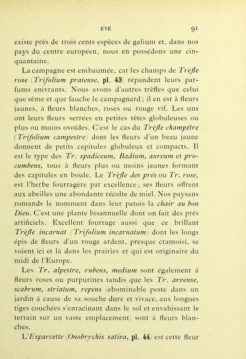 existe près de trois cents espèces de galium et, dans nos pays du centre européen, nous en possédons une cin- quantaine. La campagne est embaumée, car les champs de Trèfle rose (Trifolium pratense, pl. 43) répandent leurs par- fums enivrants. Nous avons d’autres trèfles que celui que sème et que fauche le campagnard ; il en est à fleurs jaunes, à fleurs blanches, roses ou rouge vif. Les uns ont leurs fleurs serrées en petites tètes globuleuses ou plus ou moins ovoïdes. C’est le cas du Trèfle champêtre (Trifolium campestre) dont les fleurs d’un beau jaune donnent de petits capitules globuleux et compacts. Il est le type des Tr. spadiceum, Badium, aureum et pro- cumbens, tous à fleurs plus ou moins jaunes formant des capitules en boule. Le Trèfle des prés ou Tr. rose, est l’herbe fourragère par excellence; ses fleurs offrent aux abeilles une abondante récolte de miel. Nos paysans romands le nomment dans leur patois la chair au bon Dieu. C’est une plante bisannuelle dont on fait des prés artificiels. Excellent fourrage aussi que ce brillant Trèfle incarnat (Trifolium incarnation) dont les longs épis de fleurs d'un rouge ardent, presque cramoisi, se voient ici et là dans les prairies et qui est originaire du midi de l’Europe. Les Tr. alpestre, rubens, medium sont également à fleurs roses ou purpurines tandis que les Tr. arvense, scabrum, striatum, repens (abominable peste dans un jardin à cause de sa souche dure et vivace, aux longues tiges couchées s’enracinant dans le sol et envahissant le terrain sur un vaste emplacement) sont à fleurs blan- ches. L'Esparcette (Onobrychis satina, pl. 44) est cette fleur