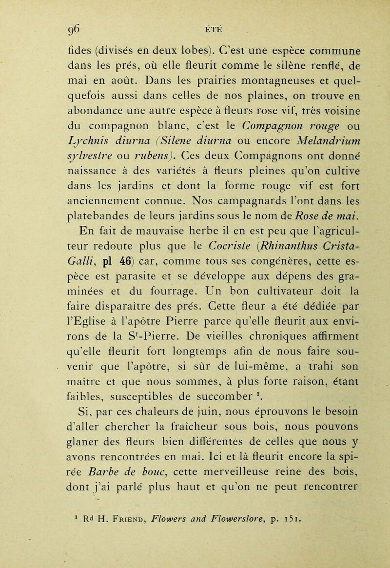 fides (divisés en deux lobes). C’est une espèce commune dans les prés, où elle fleurit comme le silène renflé, de mai en août. Dans les prairies montagneuses et quel- quefois aussi dans celles de nos plaines, on trouve en abondance une autre espèce à fleurs rose vif, très voisine du compagnon blanc, c’est le Compagnon rouge ou Lychnis diurna (Silene diurna ou encore Melandrium sylvestre ou rubens). Ces deux Compagnons ont donné naissance à des variétés à fleurs pleines qu’on cultive dans les jardins et dont la forme rouge vif est fort anciennement connue. Nos campagnards l’ont dans les platebandes de leurs jardins sous le nom de Rose de mai. En fait de mauvaise herbe il en est peu que l’agricul- teur redoute plus que le Cocriste (Rhinanthus Crista- Galli, pl 46) car, comme tous ses congénères, cette es- pèce est parasite et se développe aux dépens des gra- minées et du fourrage. Un bon cultivateur doit la faire disparaître des prés. Cette fleur a été dédiée par l’Eglise à l’apôtre Pierre parce qu’elle fleurit aux envi- rons de la Sf-Pierre. De vieilles chroniques affirment qu’elle fleurit fort longtemps afin de nous faire sou- venir que l’apôtre, si sùr de lui-même, a trahi son maître et que nous sommes, à plus forte raison, étant faibles, susceptibles de succomber '. Si, par ces chaleurs de juin, nous éprouvons le besoin d’aller chercher la fraîcheur sous bois, nous pouvons glaner des fleurs bien différentes de celles que nous y avons rencontrées en mai. Ici et là fleurit encore la spi- rée Barbe de bouc, cette merveilleuse reine des bois, dont j’ai parlé plus haut et qu’on ne peut rencontrer