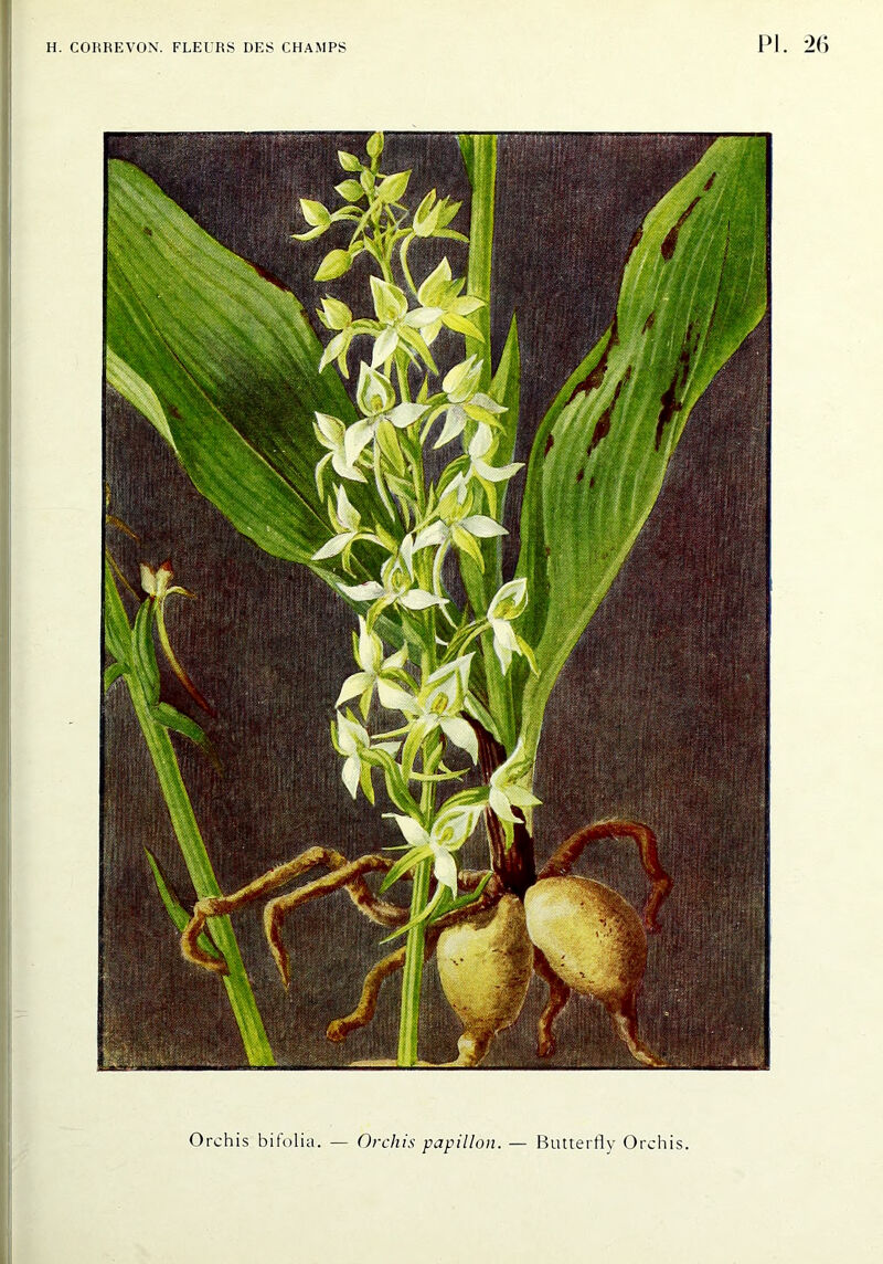 Orchis bifolia. — Orchis papillon. — Butterfly Orchis.