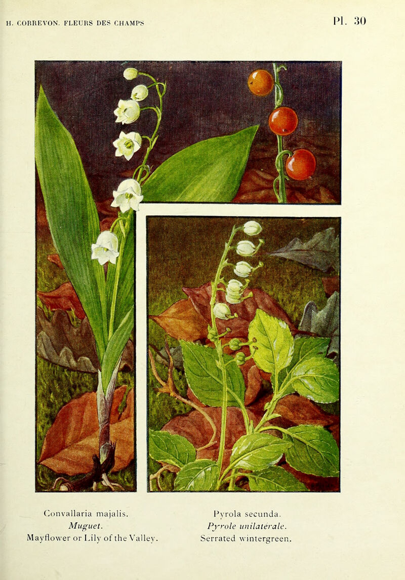 Convallaria majalis. Muguet. Mayflower or Lily of the Valley. Pyrola secunda. Pyrole unilatérale. Serrated wintergreen.