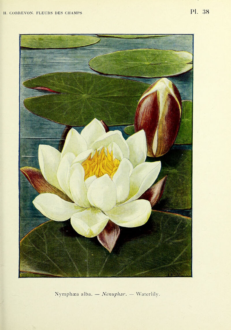 Nymphæa alba. — Nénuphar. — Waterlily.