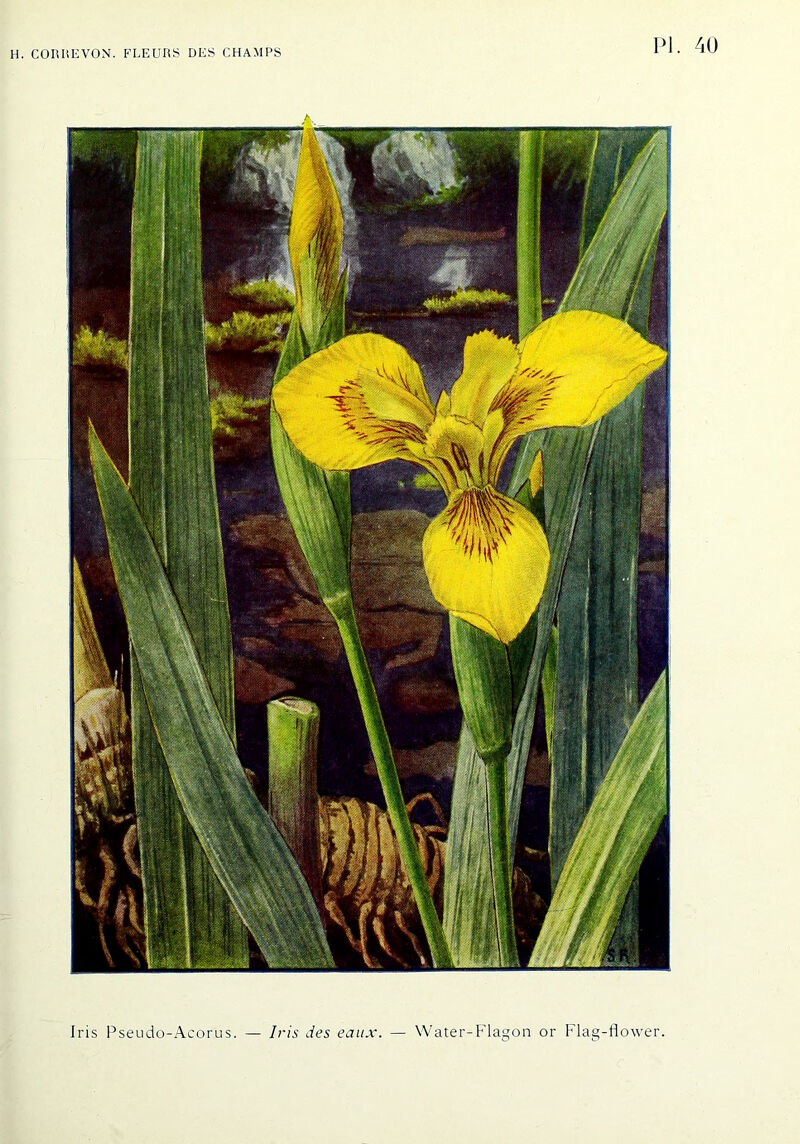 Iris Pseudo-Acorus. — Iris des eaux Water-Flagon or Flag-flower,