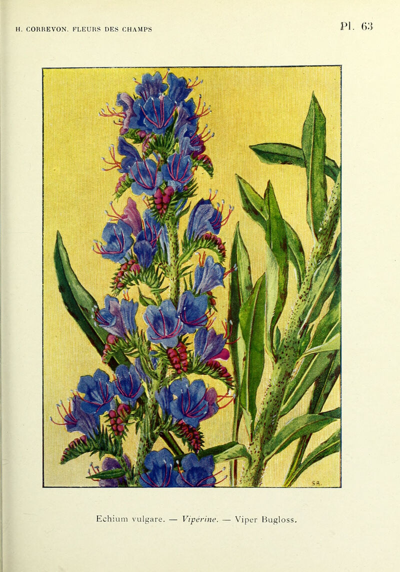 Echium vulgare. — Vipérine. — Viper Bugloss