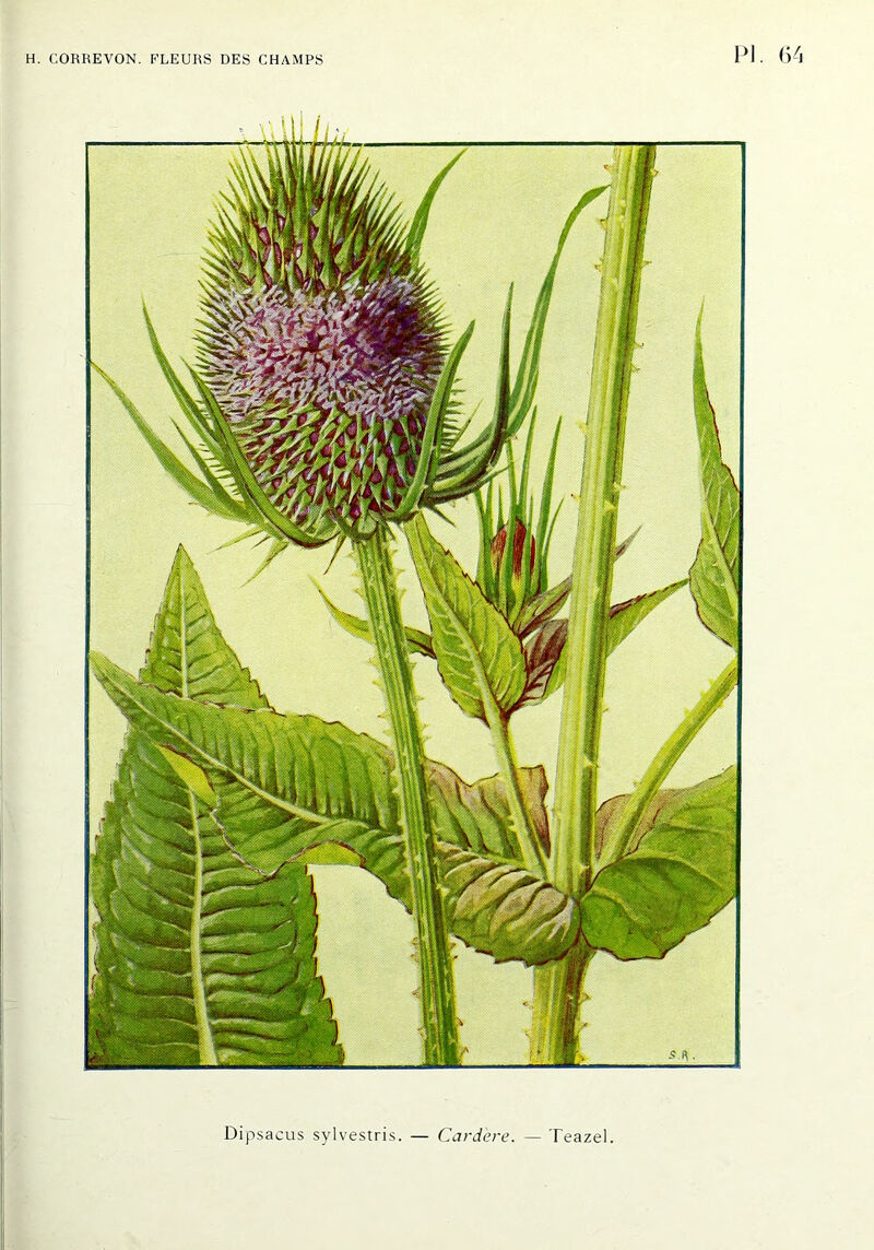 Dipsacus sylvestris. — Cardere. — Teazel