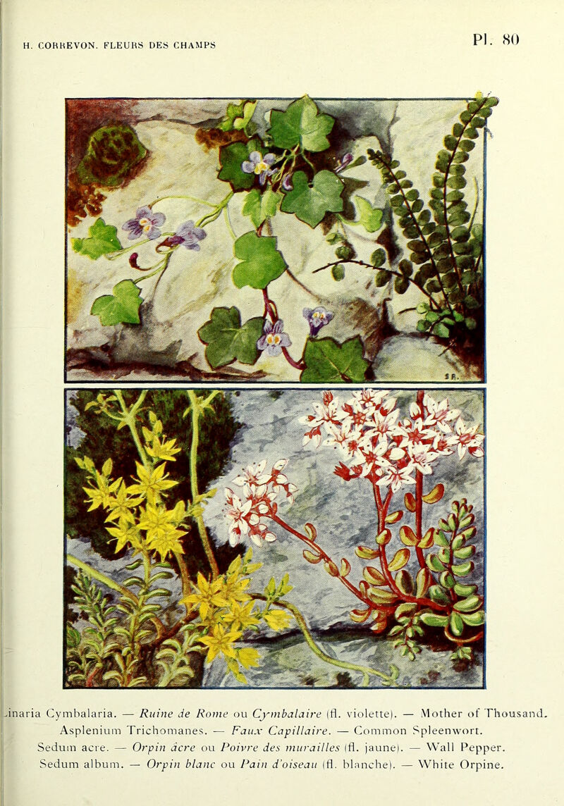 .inaria Cymhalaria. — Ruine de Rome ou Cymbalaire (fi. violette). — Mother of Thousand. Asplénium Trichomanes. — Faux Capillaire. — Comraon Spleenwort. Sedum acre. — Orpin acre ou Poivre des murailles (fl. jaune). — Wall Pepper. Sedum album. — Orpin blanc ou Pain d'oiseau (fl. blanche). — White Orpine.