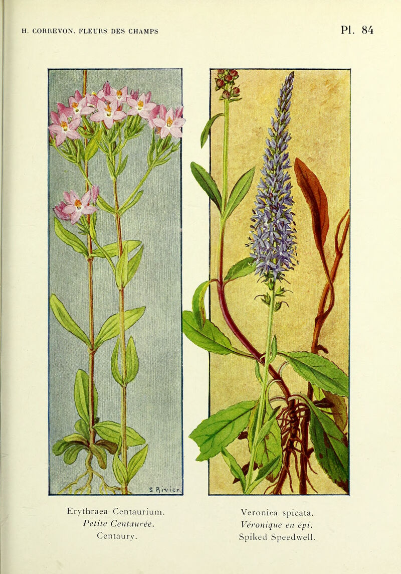 Ervthraea Centaurium. Petite Centaurée. Centaurv. Veroniea spicata. Véronique en épi. Spiked Speedwell.