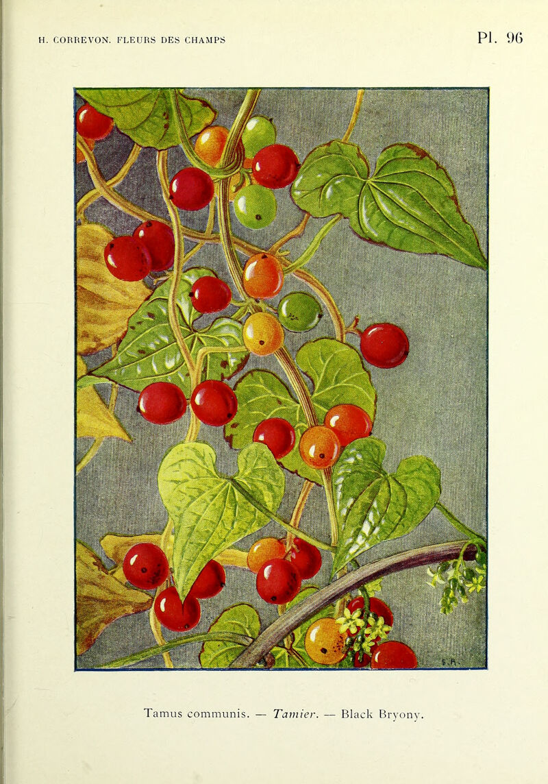 Tamus communis, — Tamier. — Black Bryony.