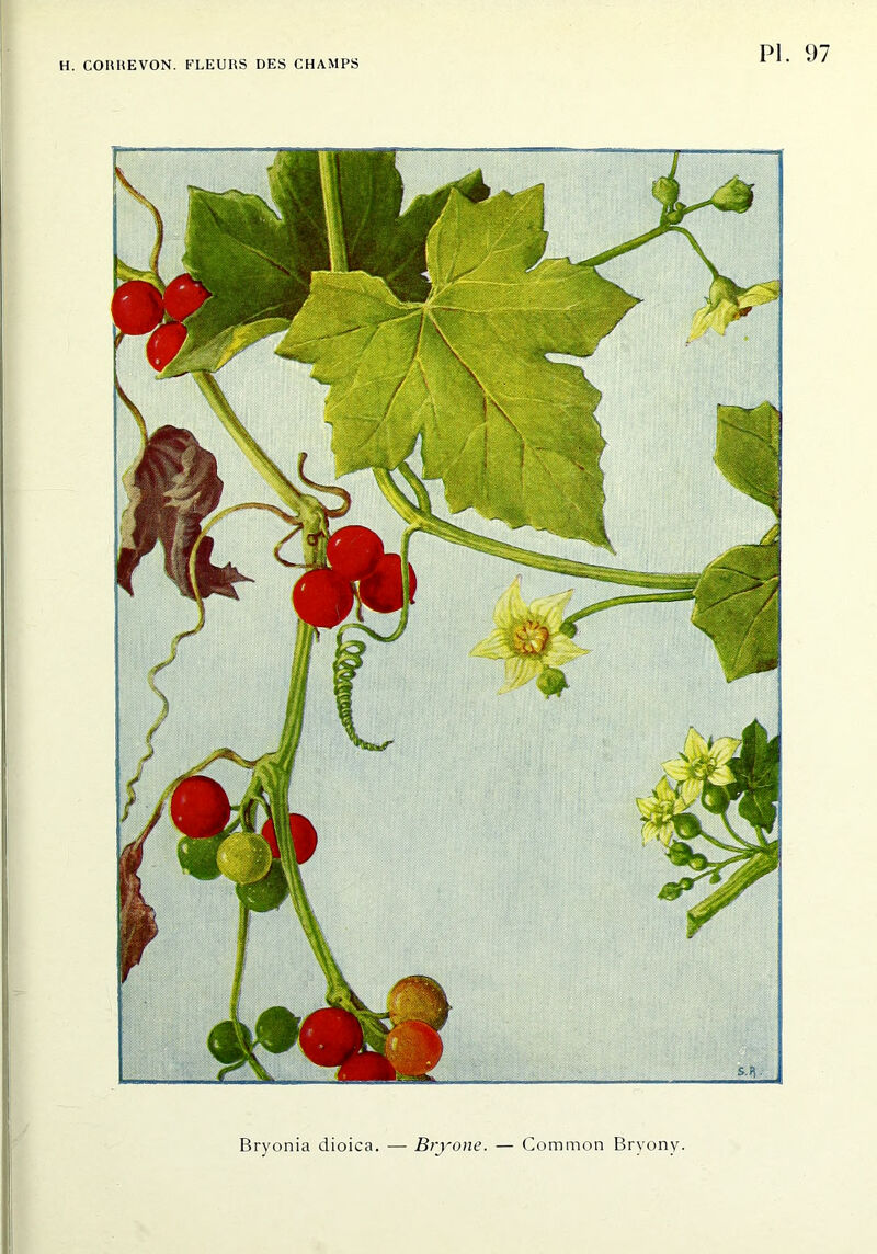 PI. Bryonia dioica. — Bryone. — Common Bryony.